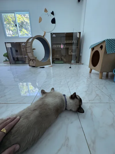 Cat Hotel by CatWorld