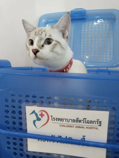 Chalokrat animal hospital