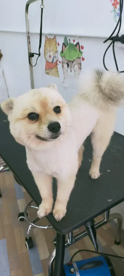 Happy Dog & Cat Grooming