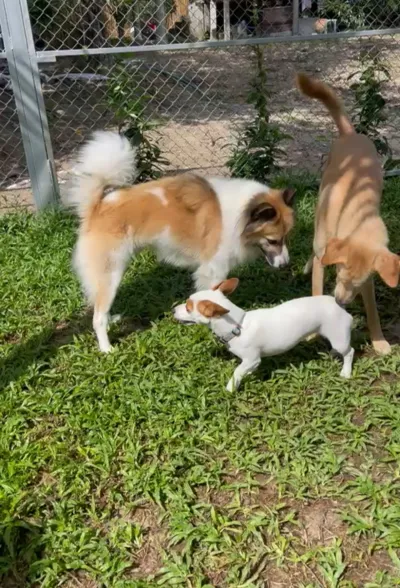 Paradise DoG Club