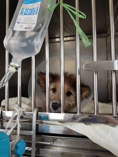Rattanathibet Animal Hospital