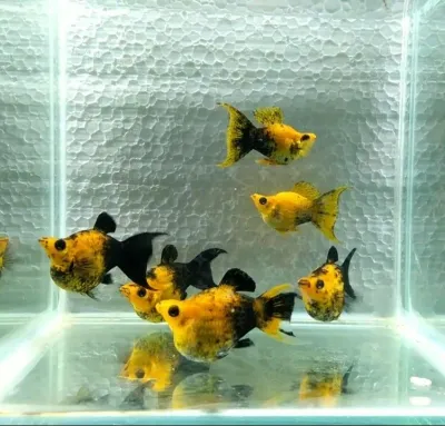 Samui Fish House