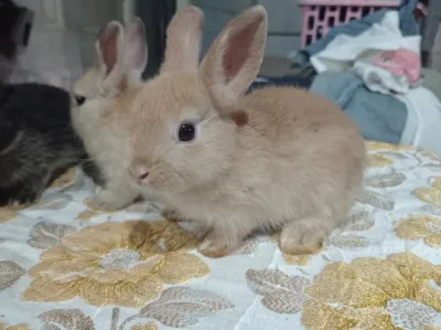 Thai Rabbit Farm Surat Thani