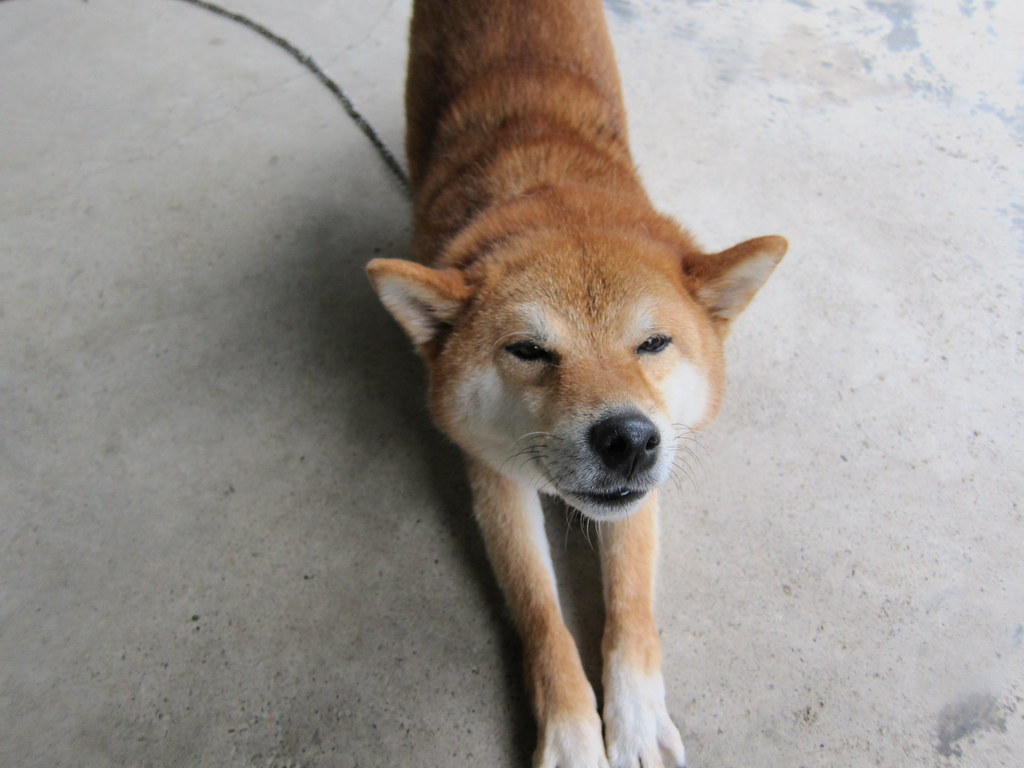 Mantou