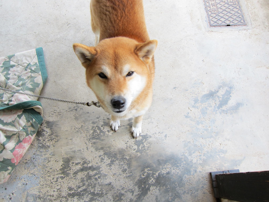 Mantou