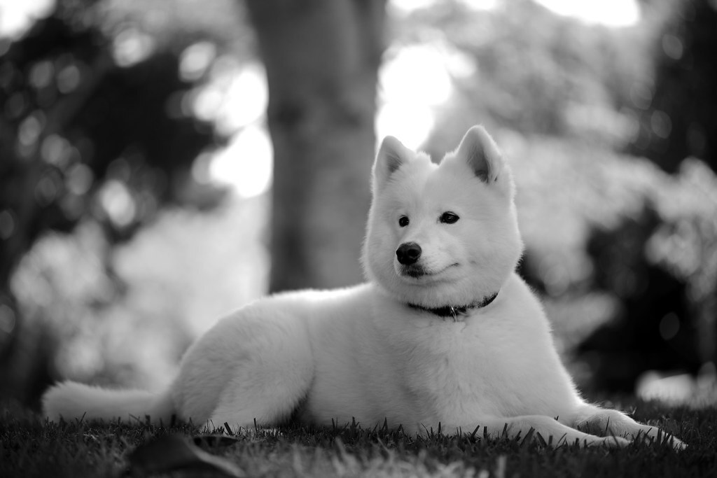 Belka