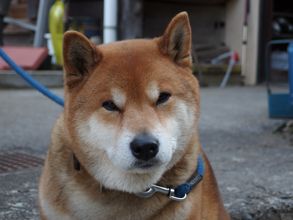 Hachi