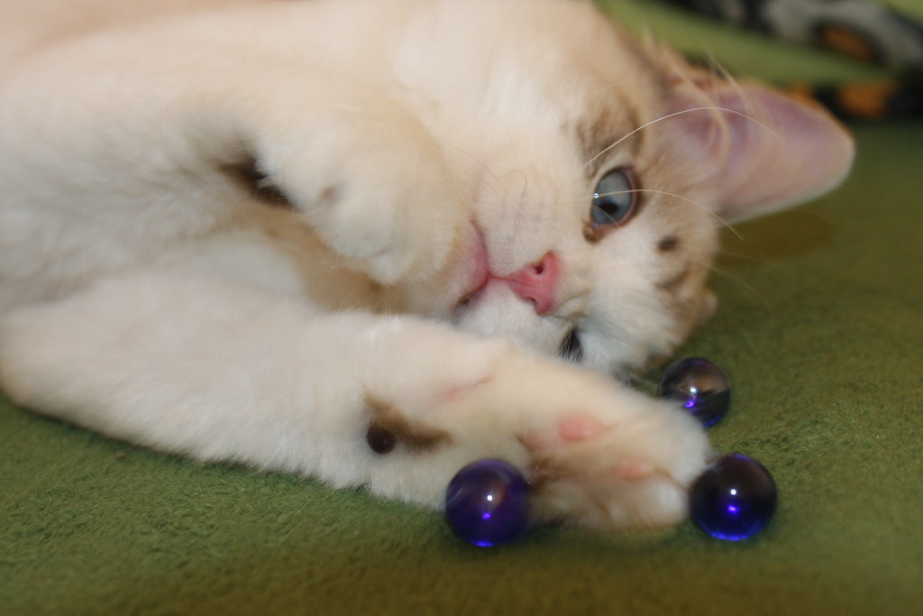 Tangyuan