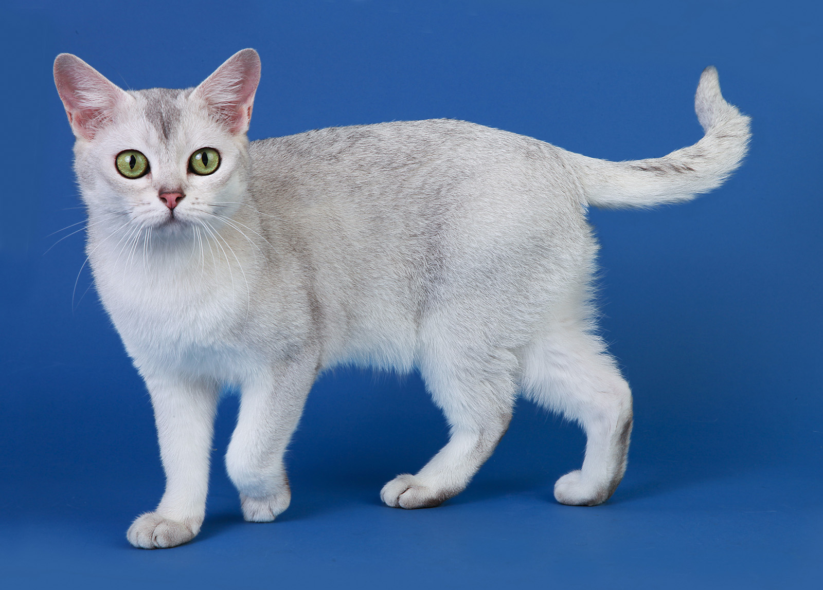 CFA Central Breed Cat Club Cat Show