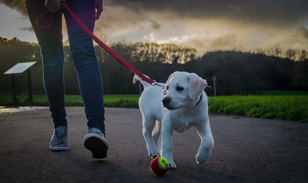 Dog Walker Wanted for 2 Friendly Labs in Sukhumvit 39