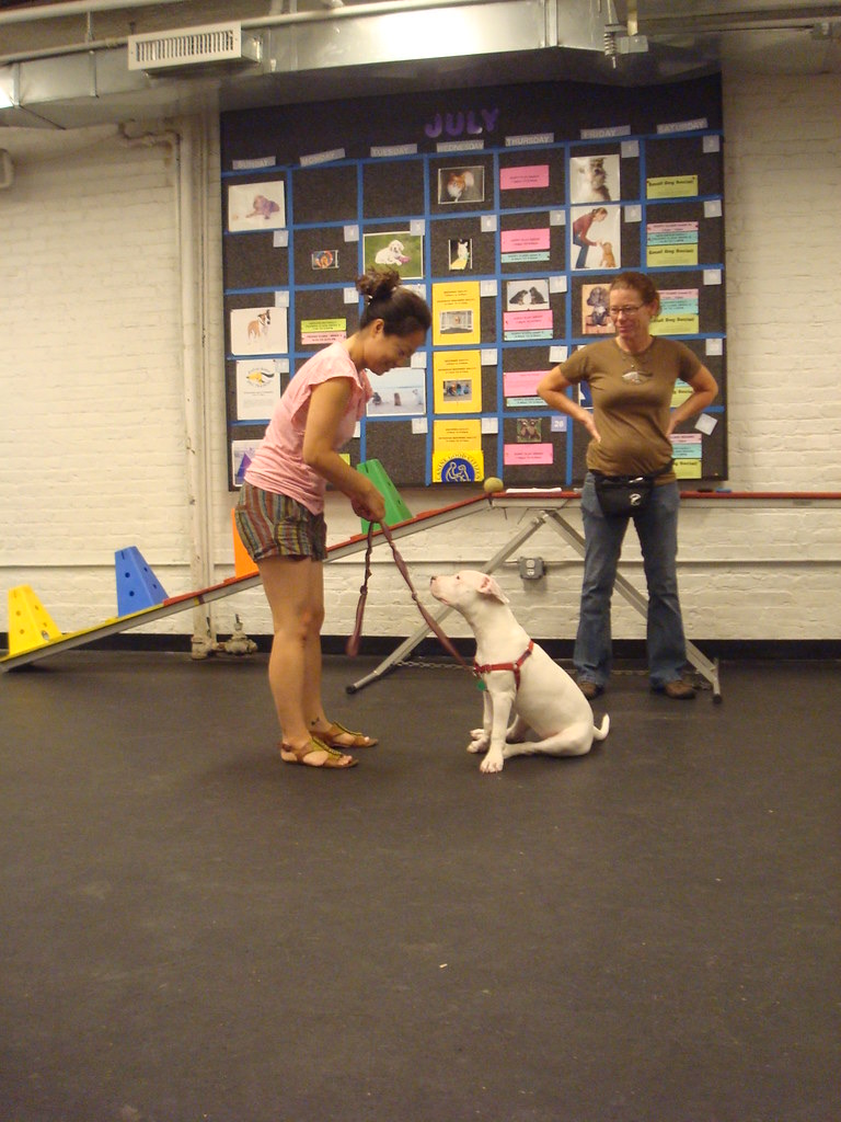 Certified Positive Puppy Training Classes (Saturdays in Bangkok)