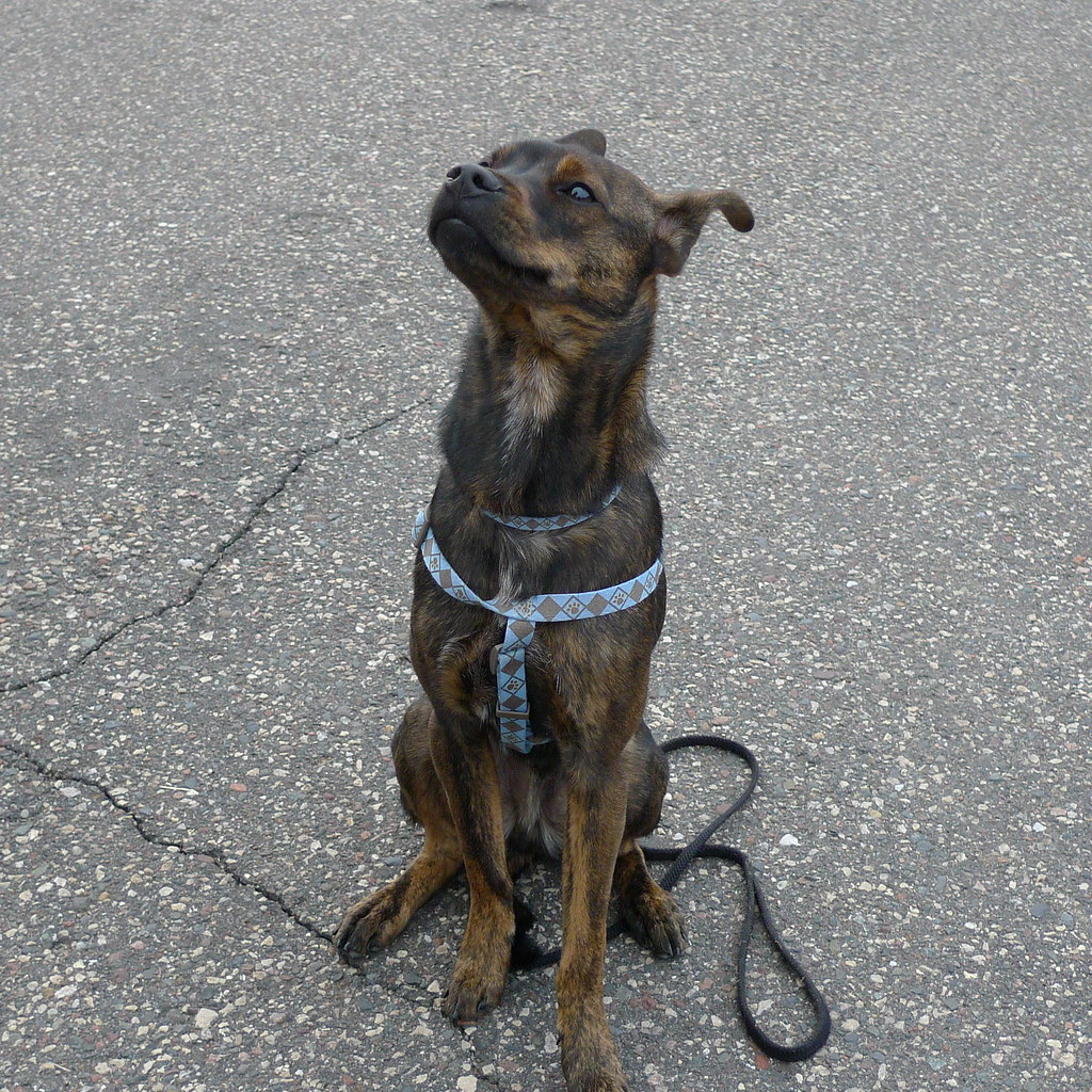 Reflective Mesh Harness & Leash Set (XS-L) | Free Delivery Bangkok