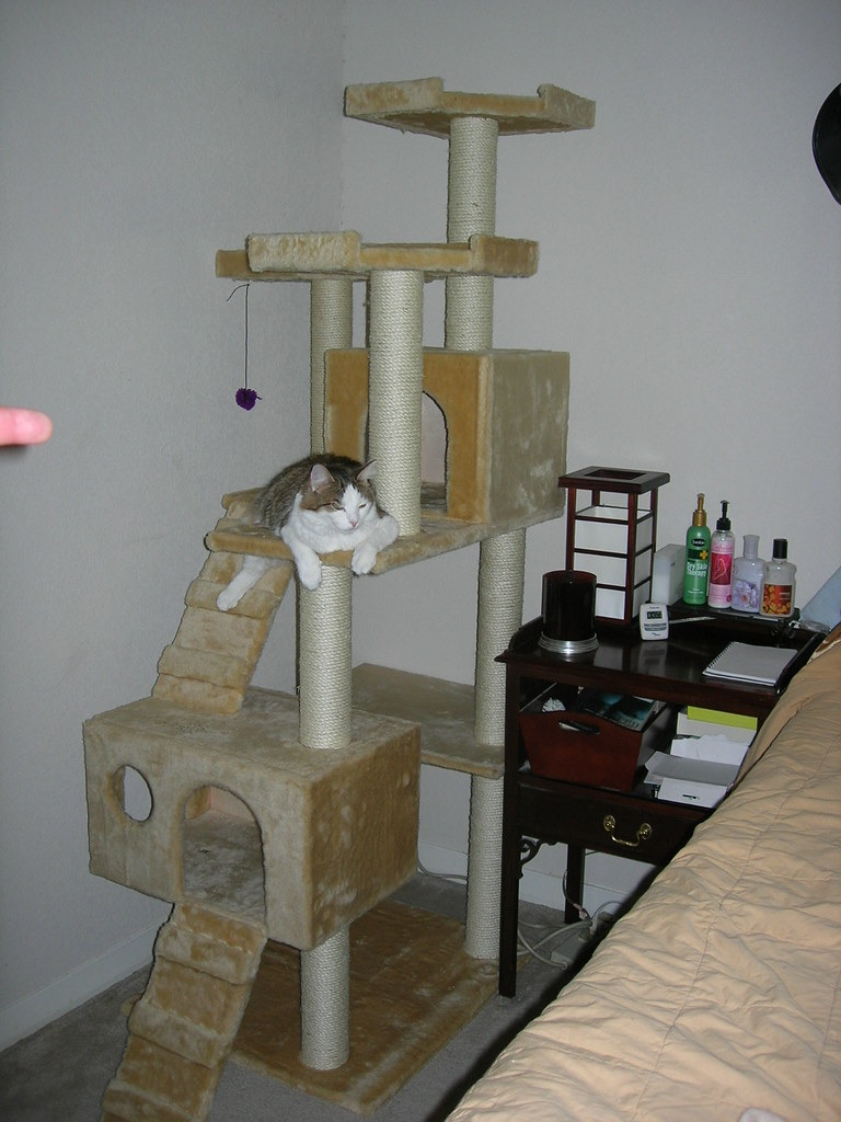 求购曼谷On Nut附近二手猫爬架（高150cm以上）