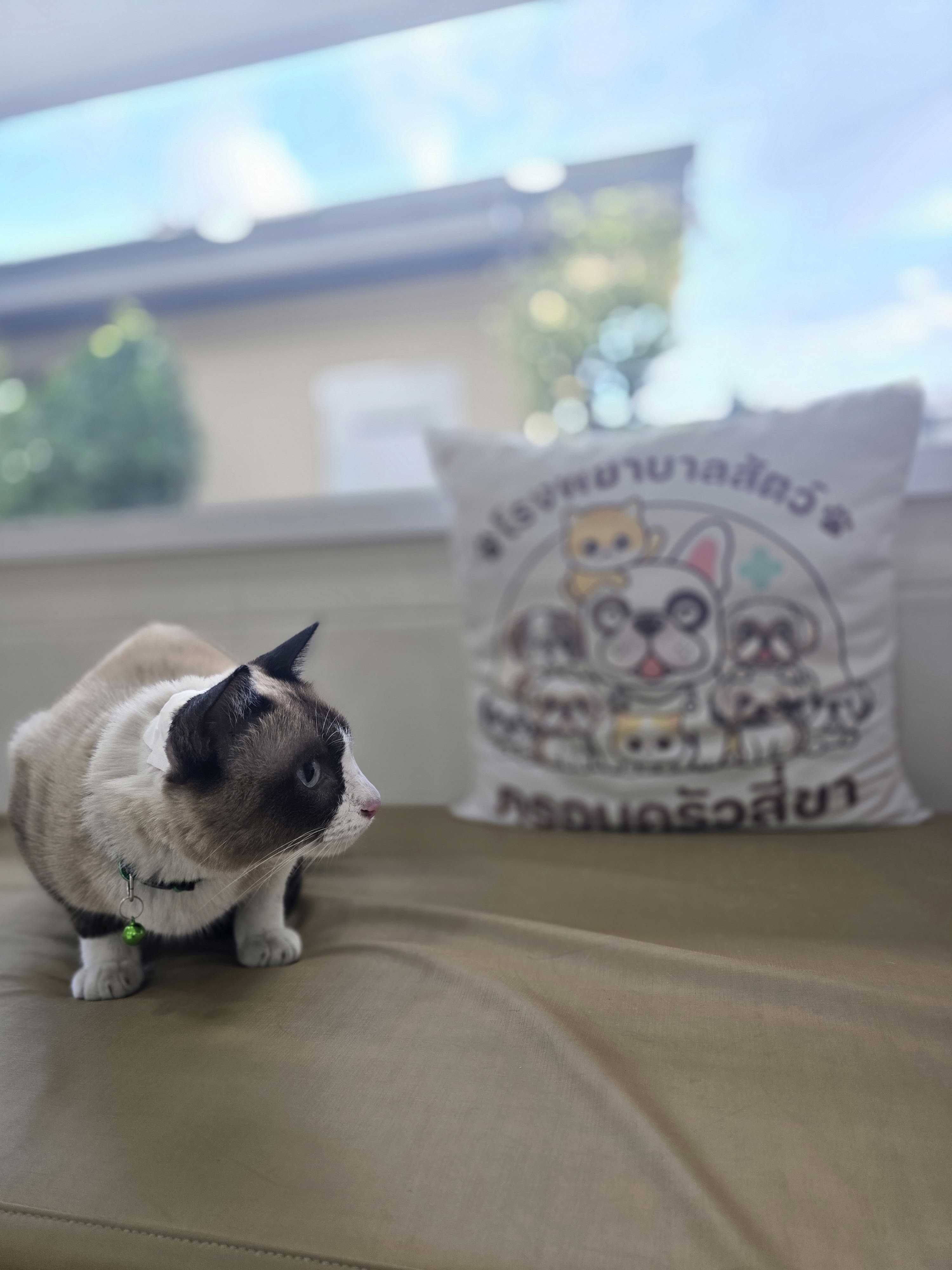 Four-legged family animal hospital