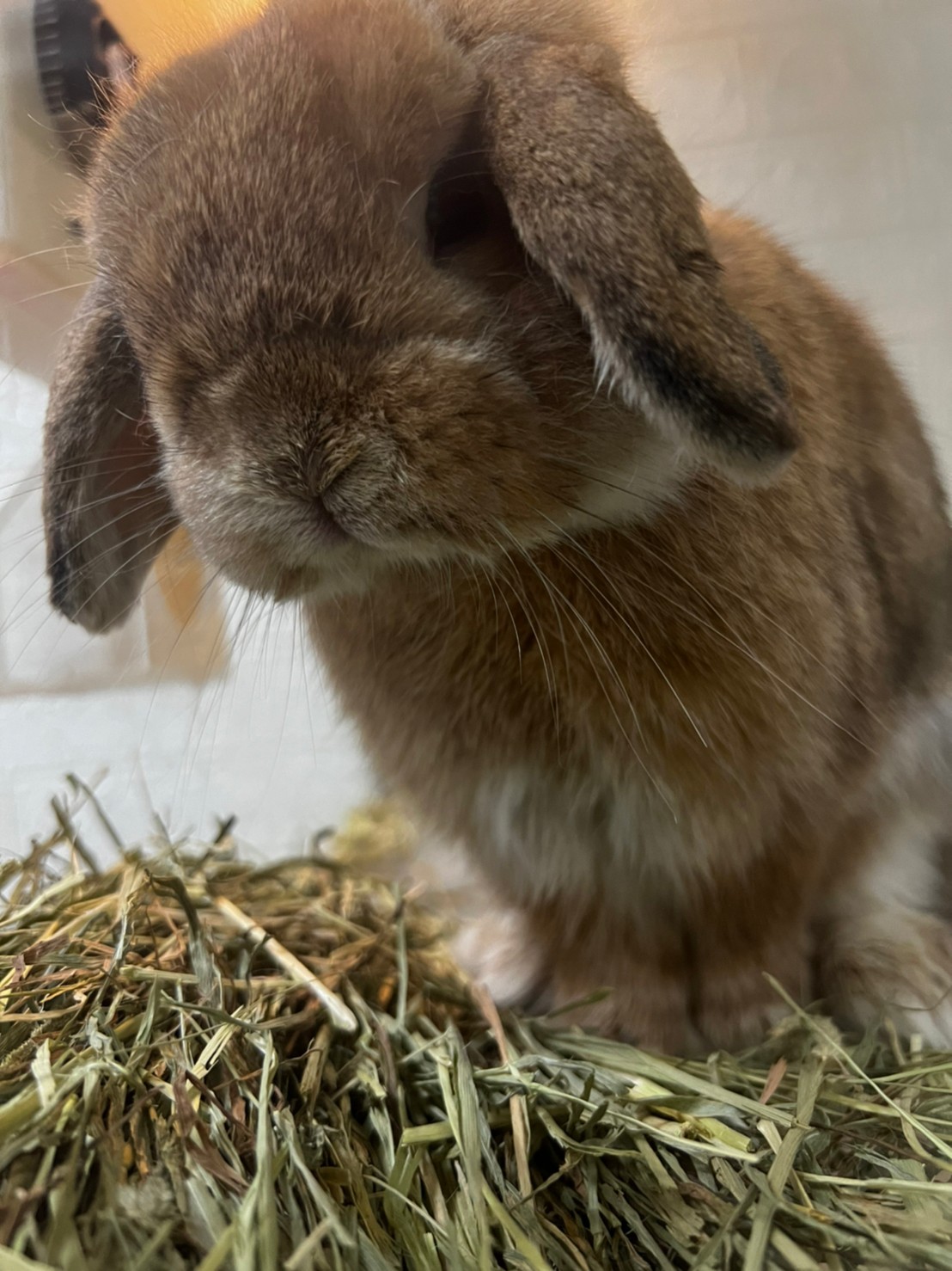 Sukhumvit Animal Hospital-Punnawithi