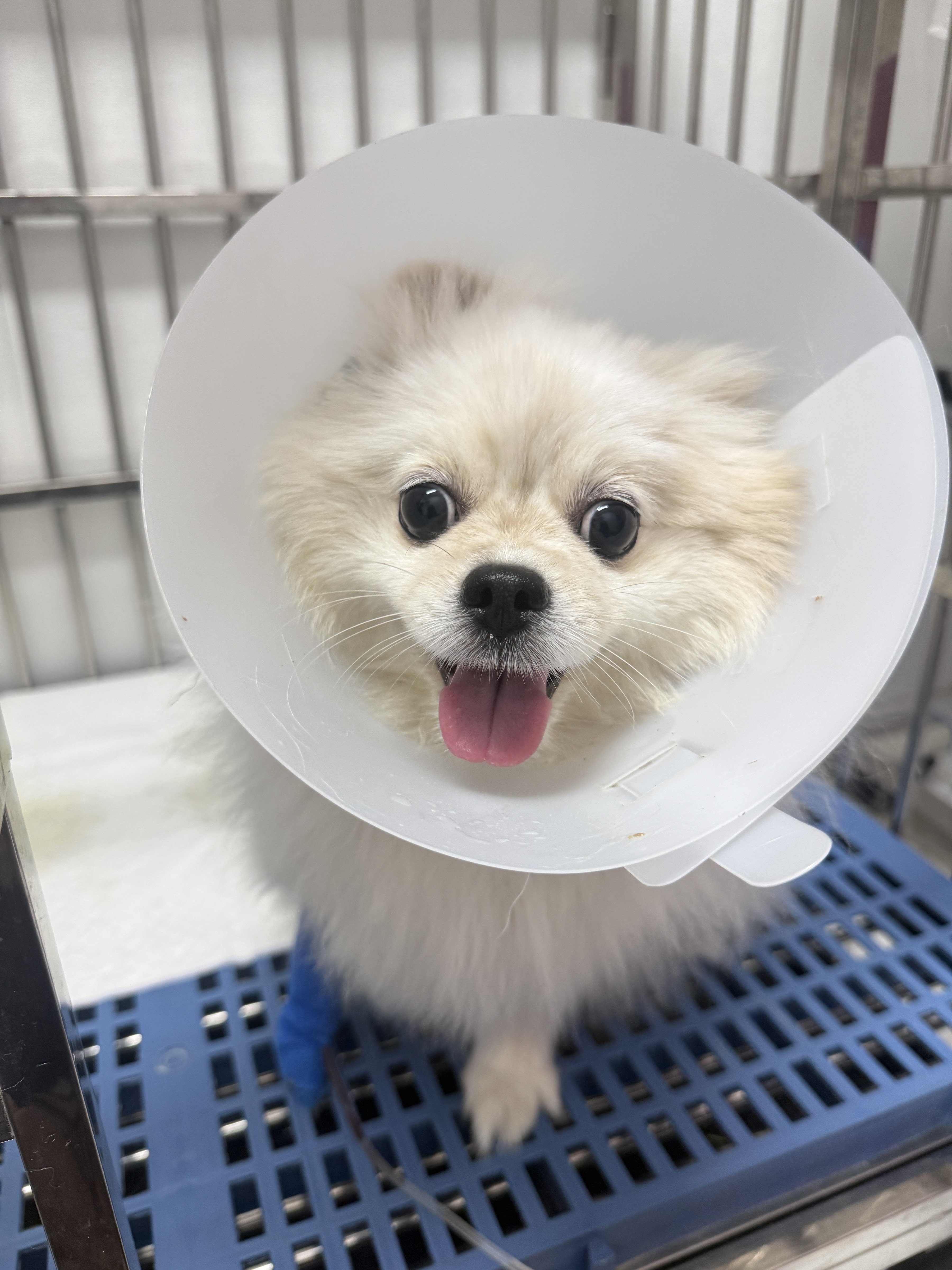 Sathorn Friends Animal Hospital