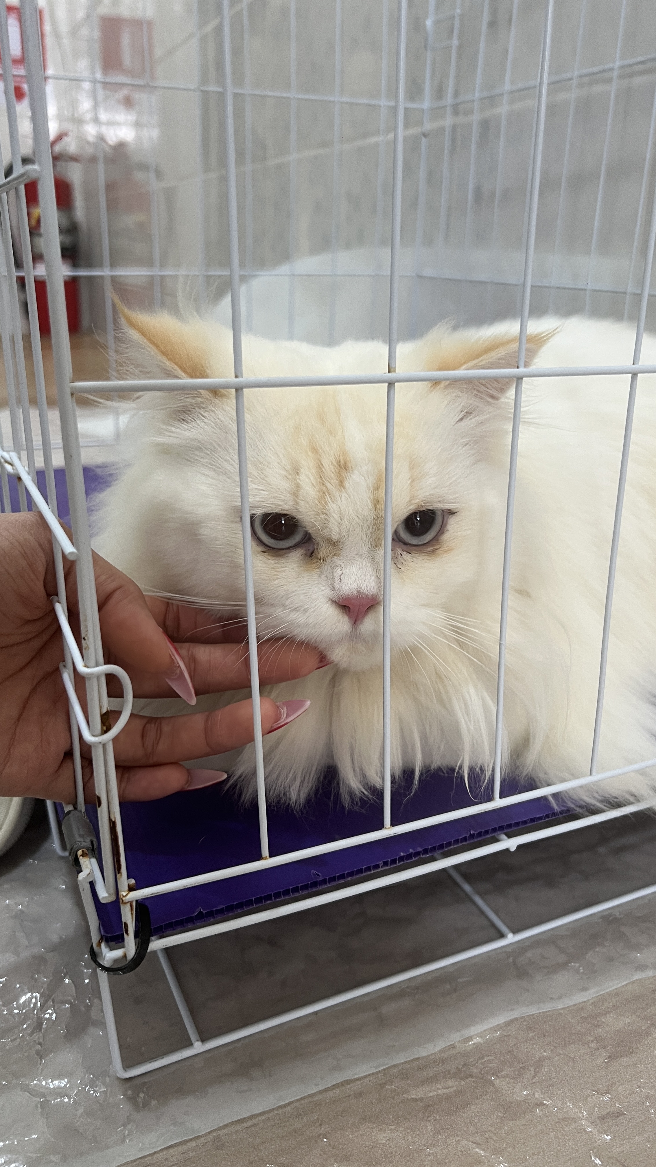 Happy Newter Dog and Cat Clinic