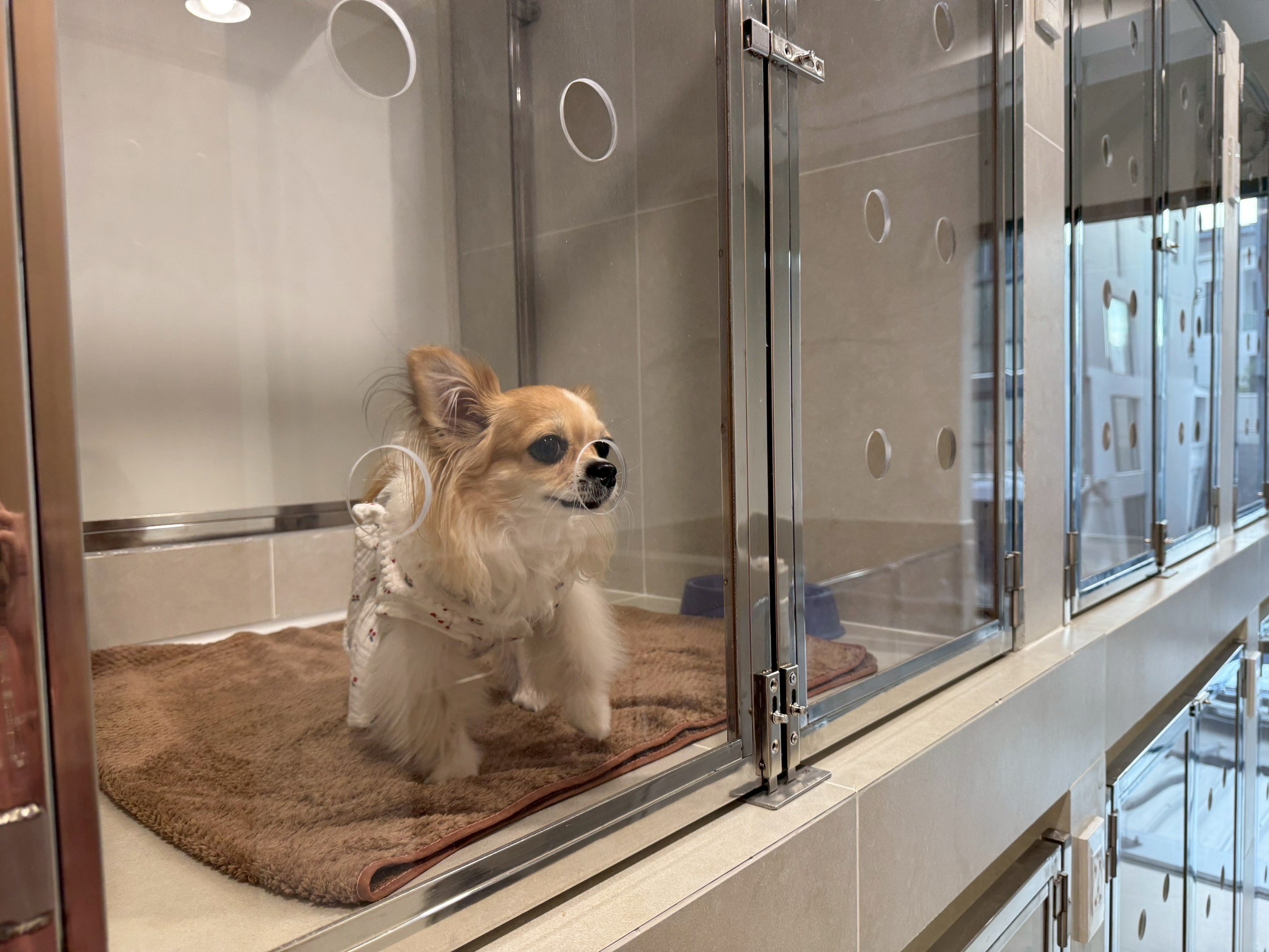 24 (PridePhat Pet Hospital)
