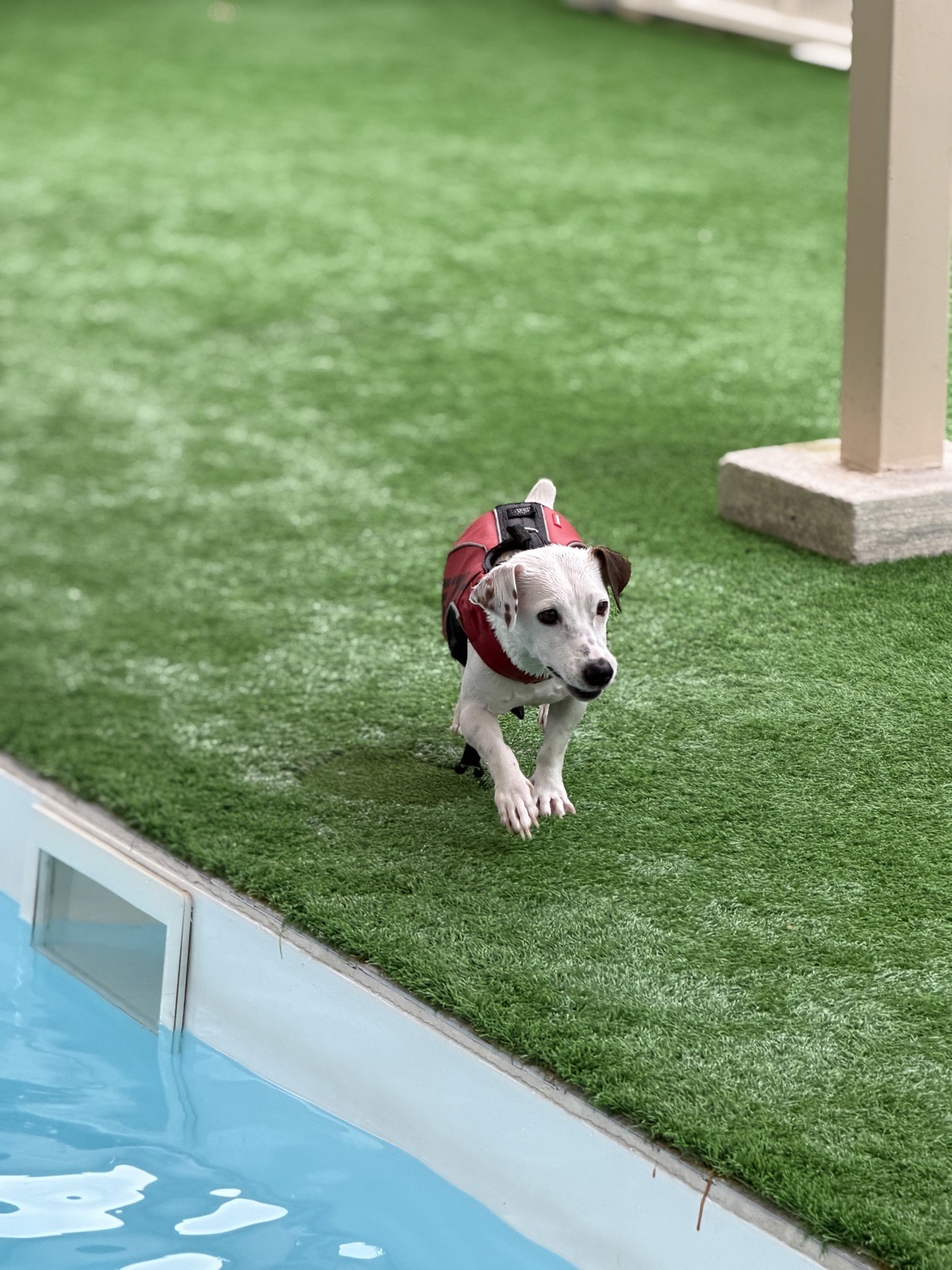 BARKTOPIA DOG PARK BKK