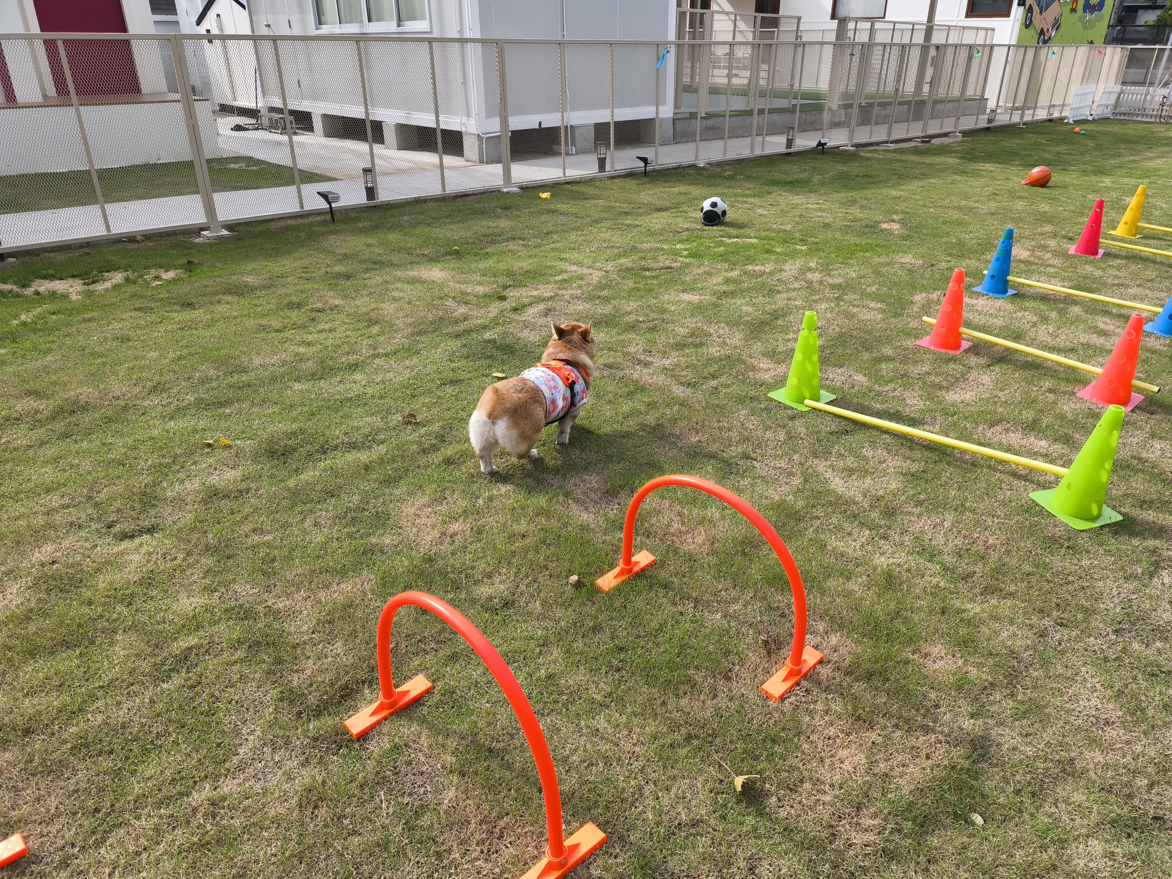 BARKTOPIA DOG PARK BKK