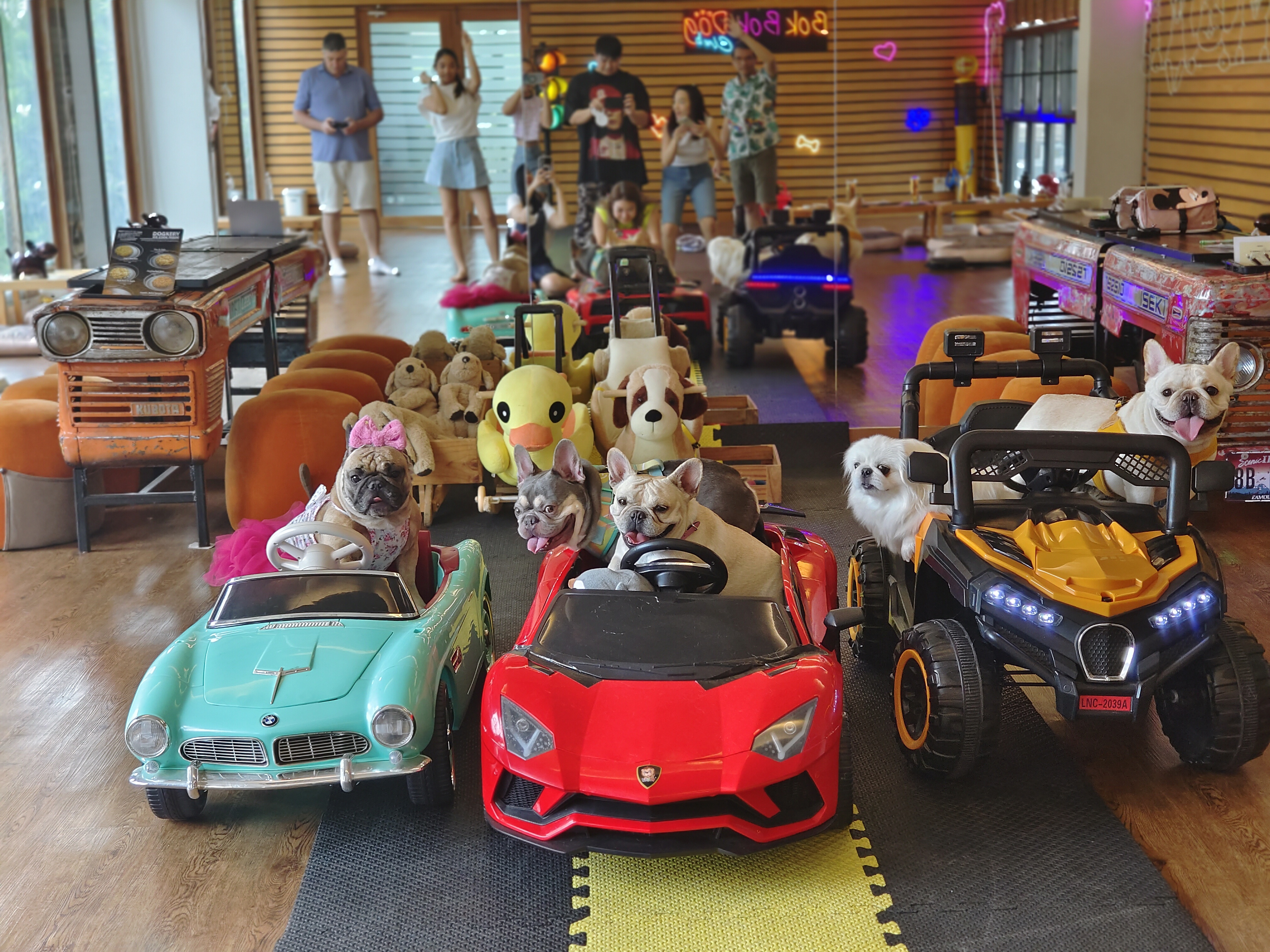 BokBokDog Club
