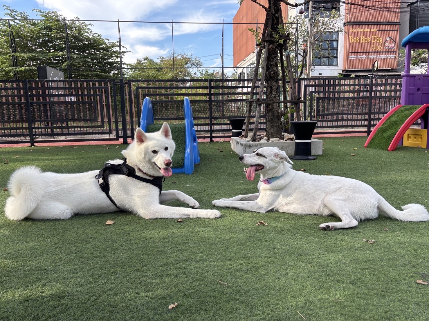 BokBokDog Club