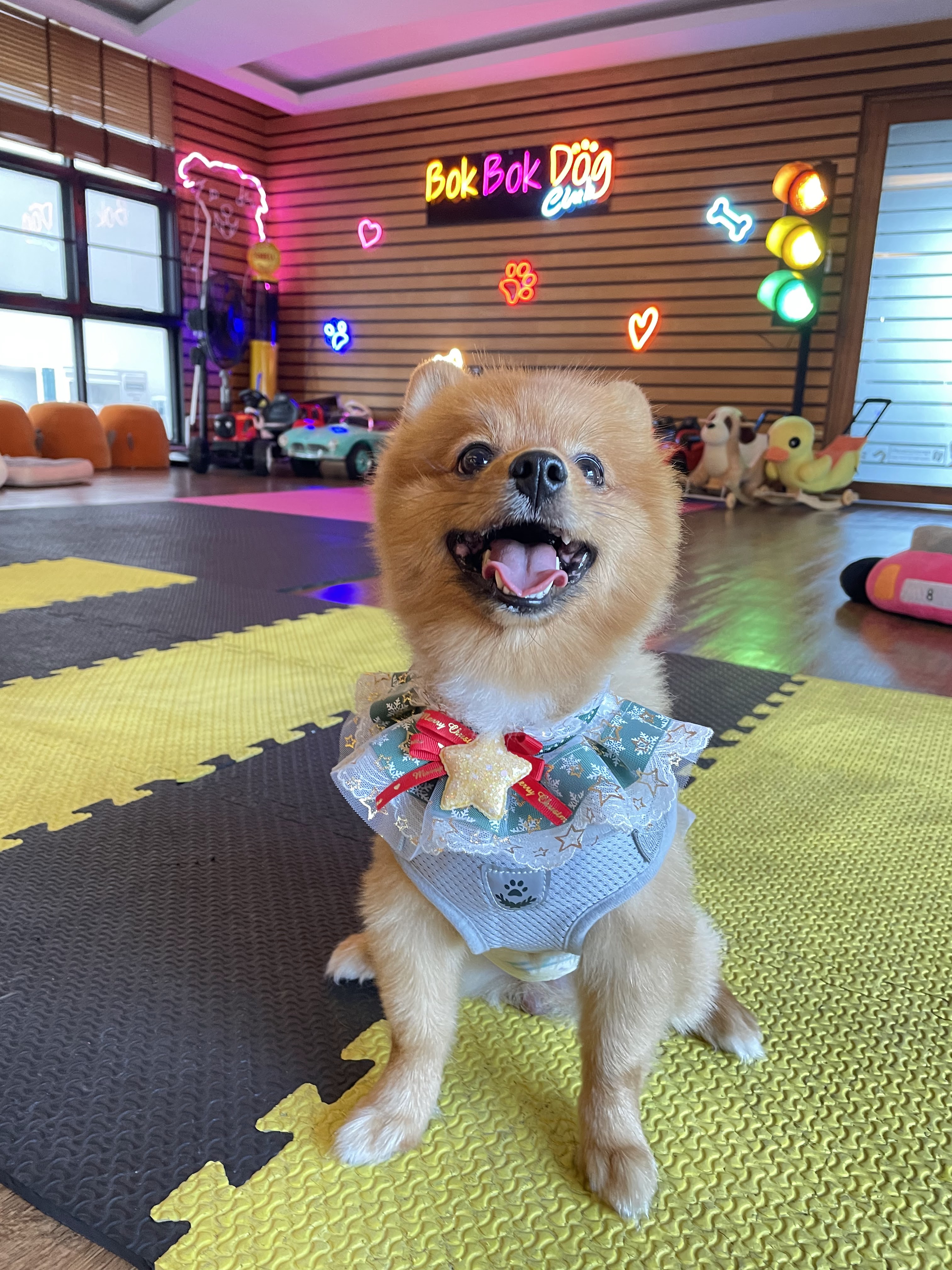 BokBokDog Club
