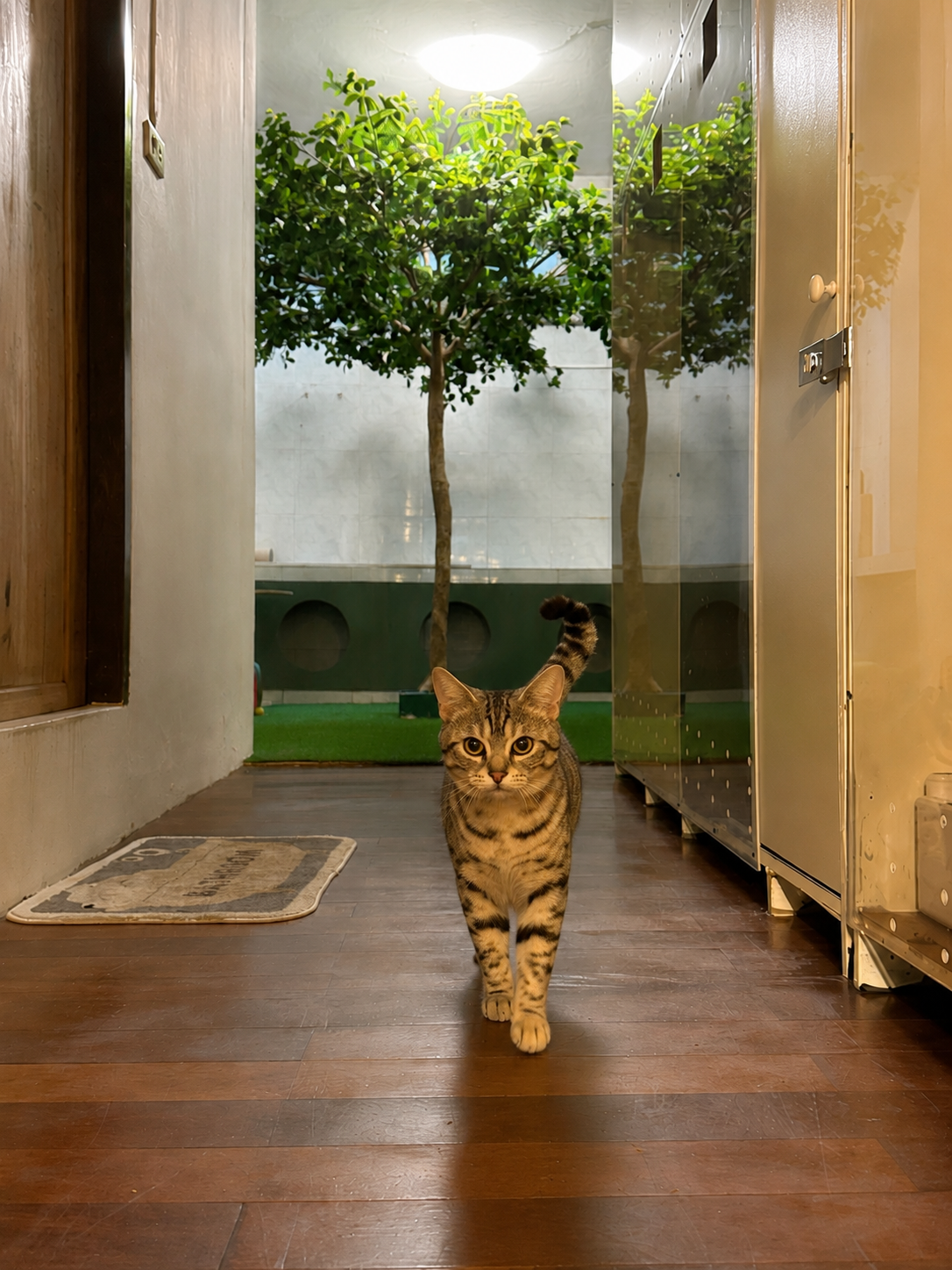 Buttercup Cat Hotel
