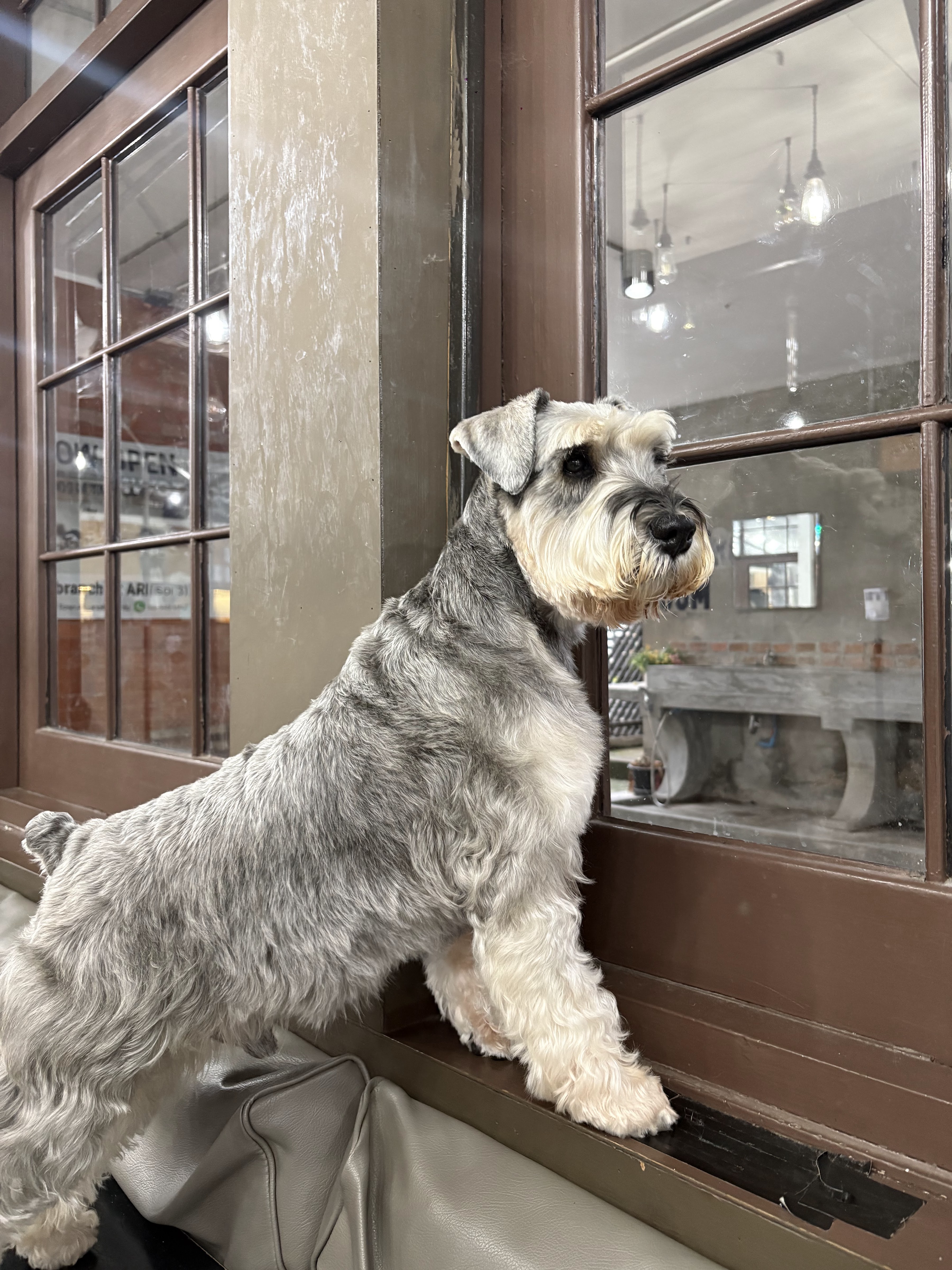 Dog in Town Ekkamai