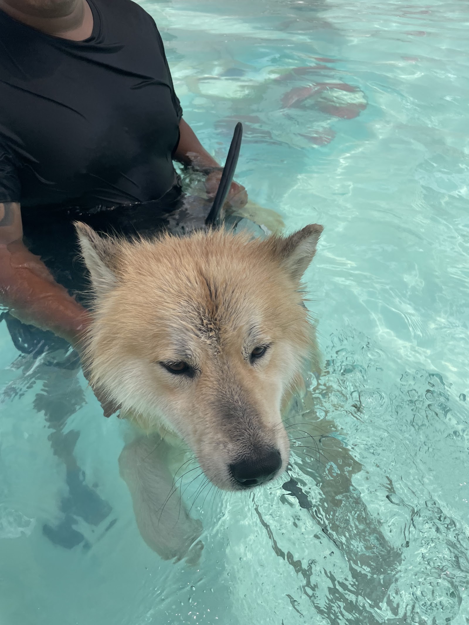 DOG PARADISE