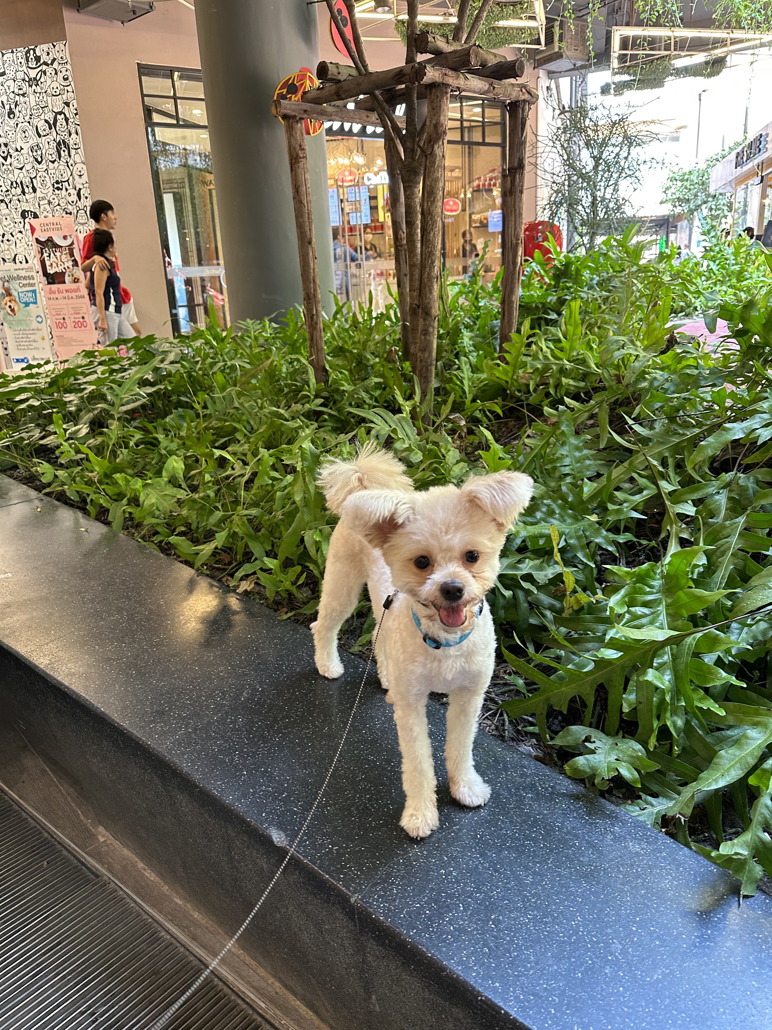 DOGKERY CAFE @ Pet Safari, Central Eastville