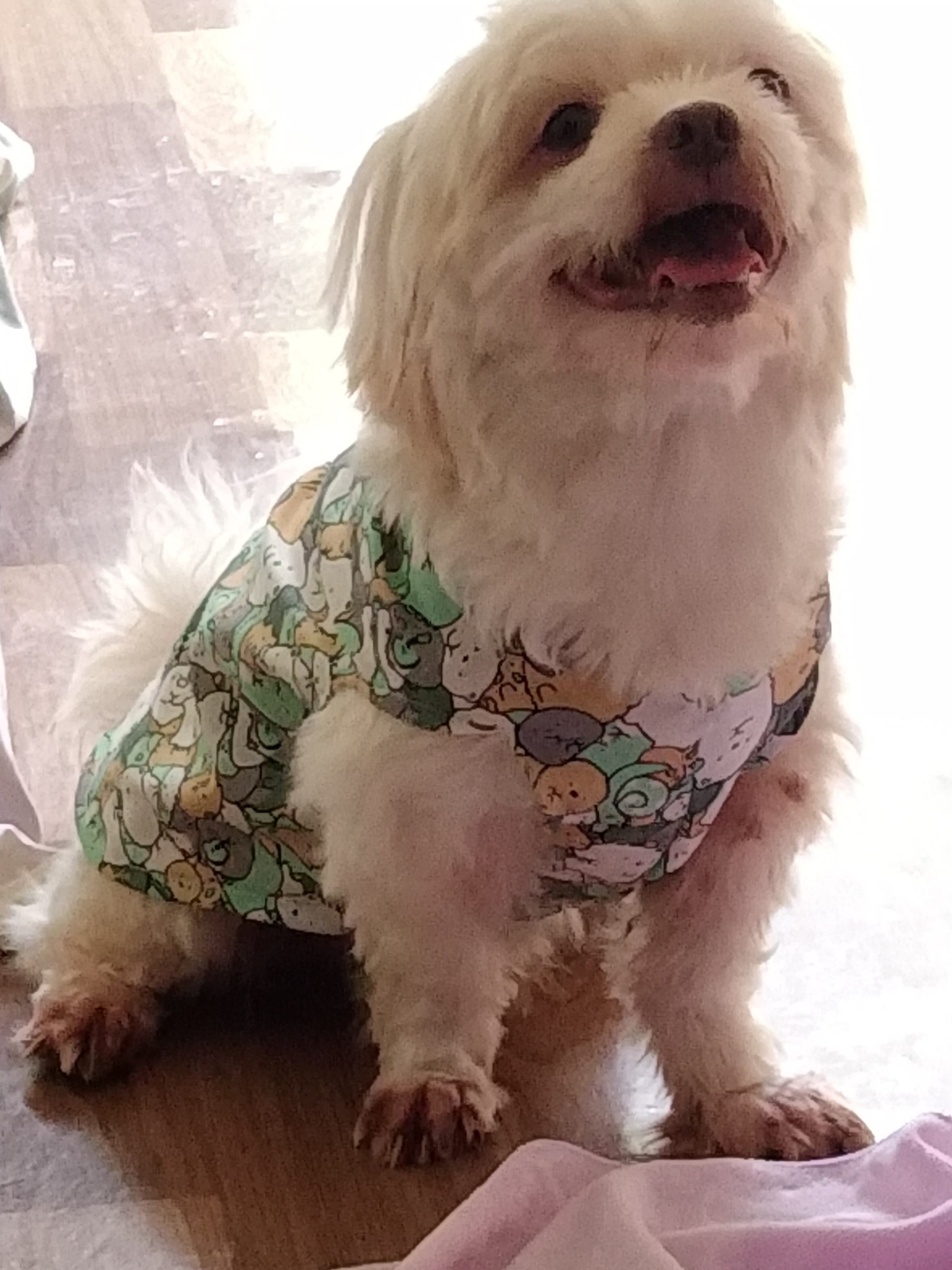 First Care Animal Hospital
