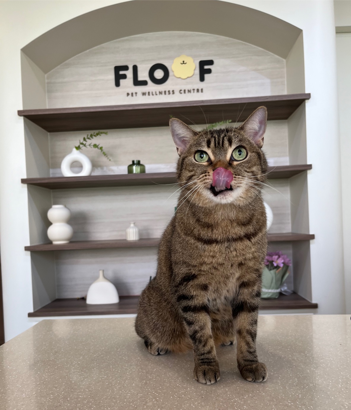 FLOOF Pet Wellness Centre