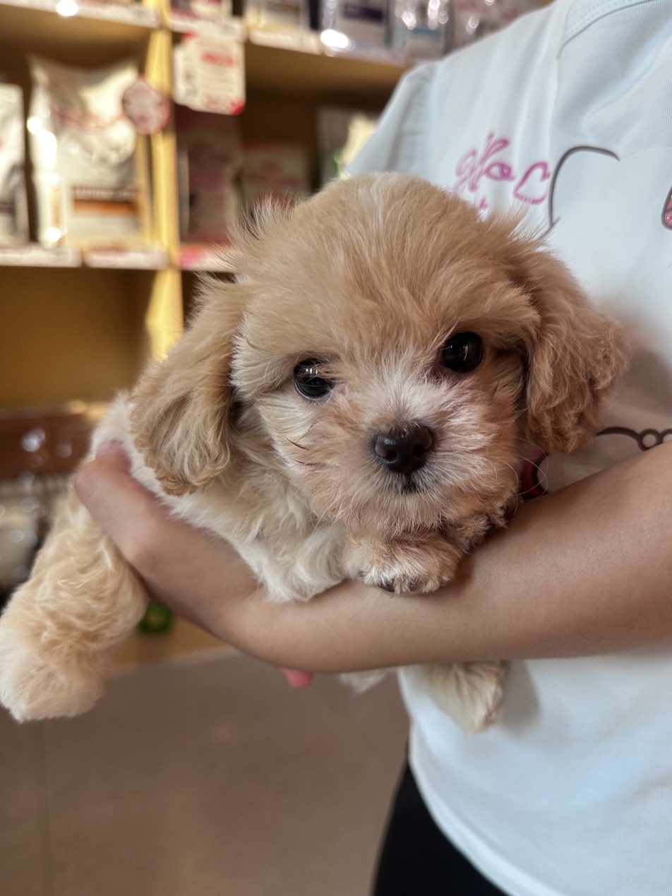 HAPPY PAWS PET HOSPITAL