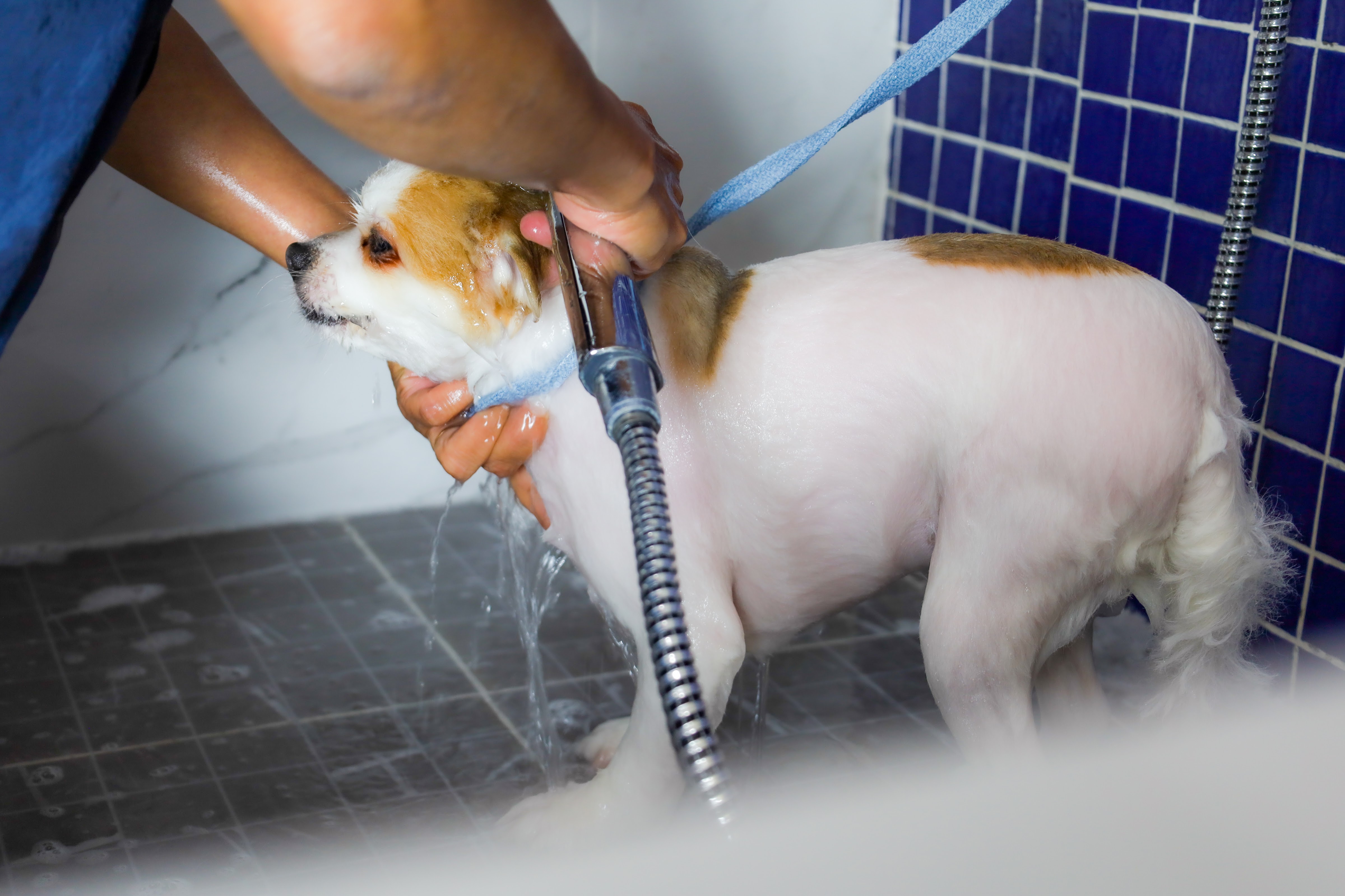 Happy Pet Care