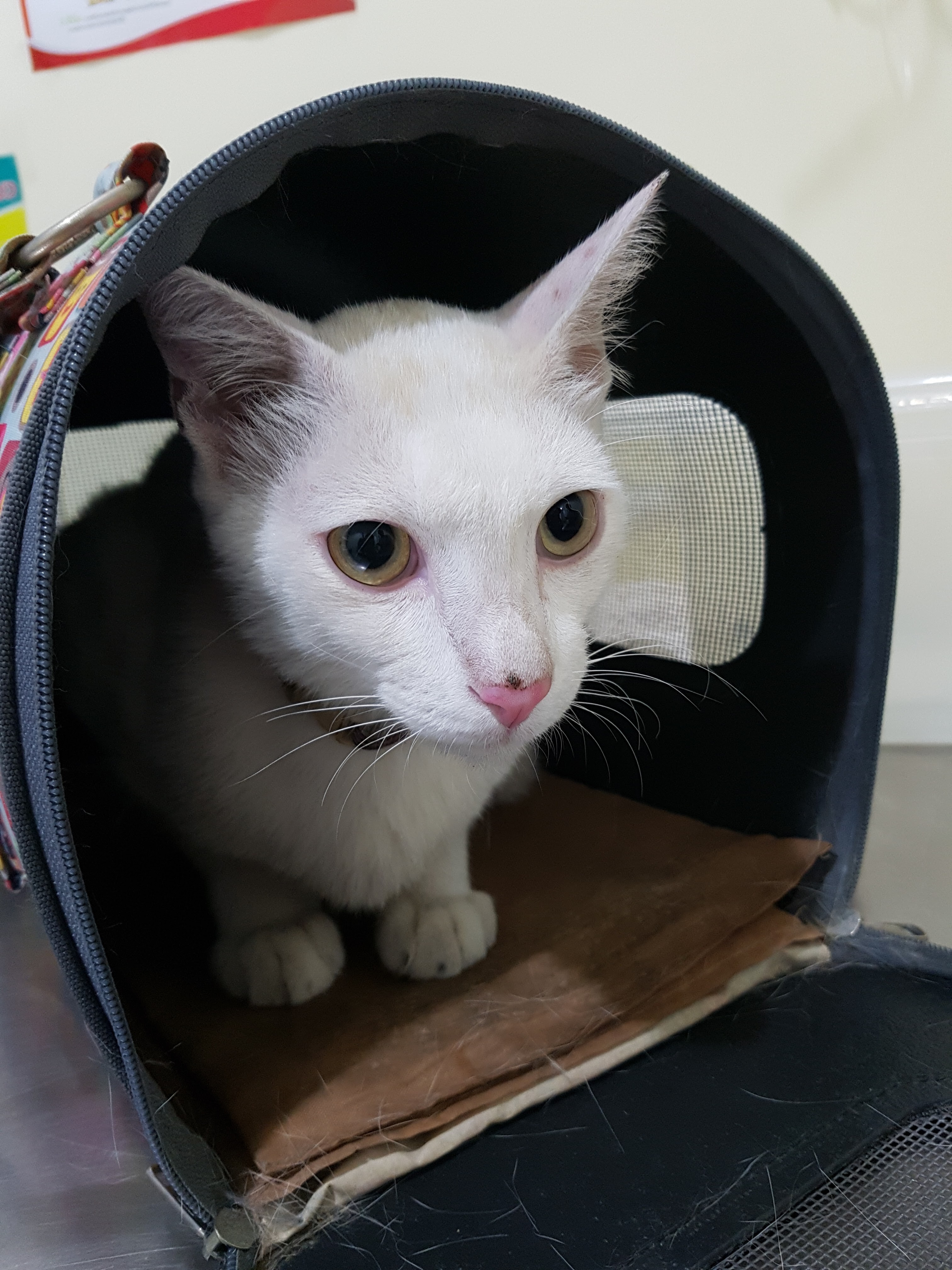 I-Pet Hospital