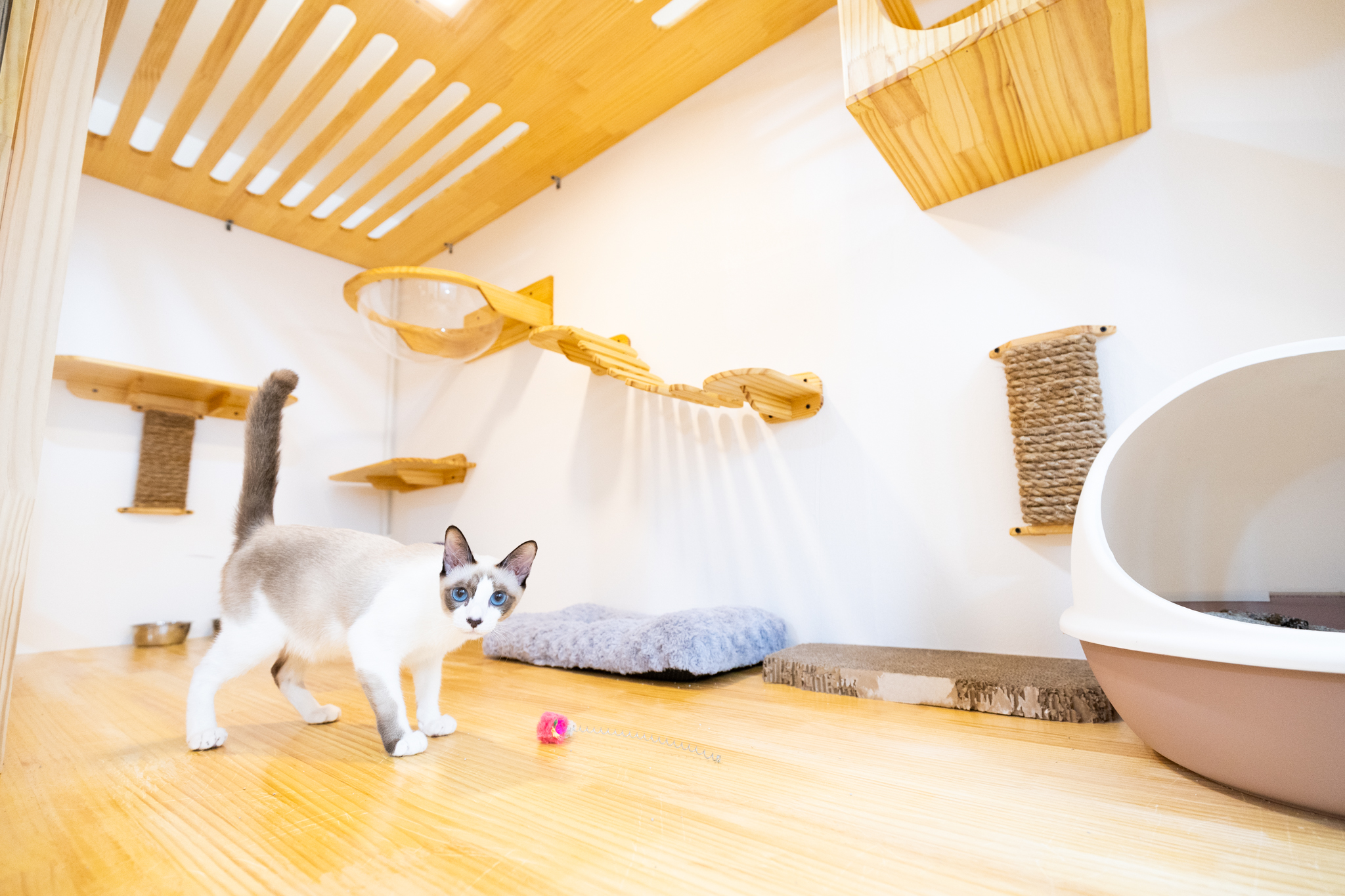 J.P. Animal Hospital