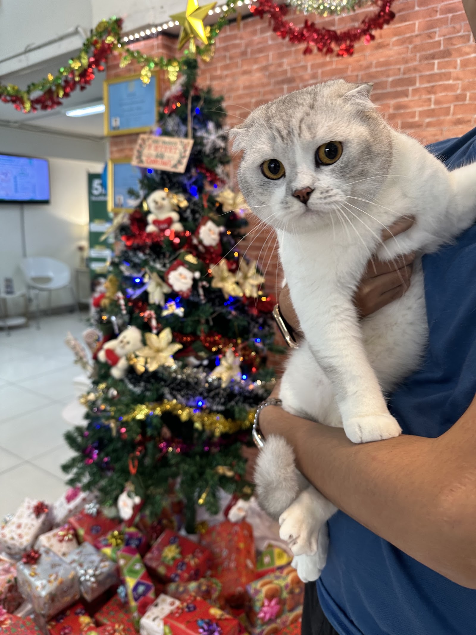 Kachavet Pet Hospital