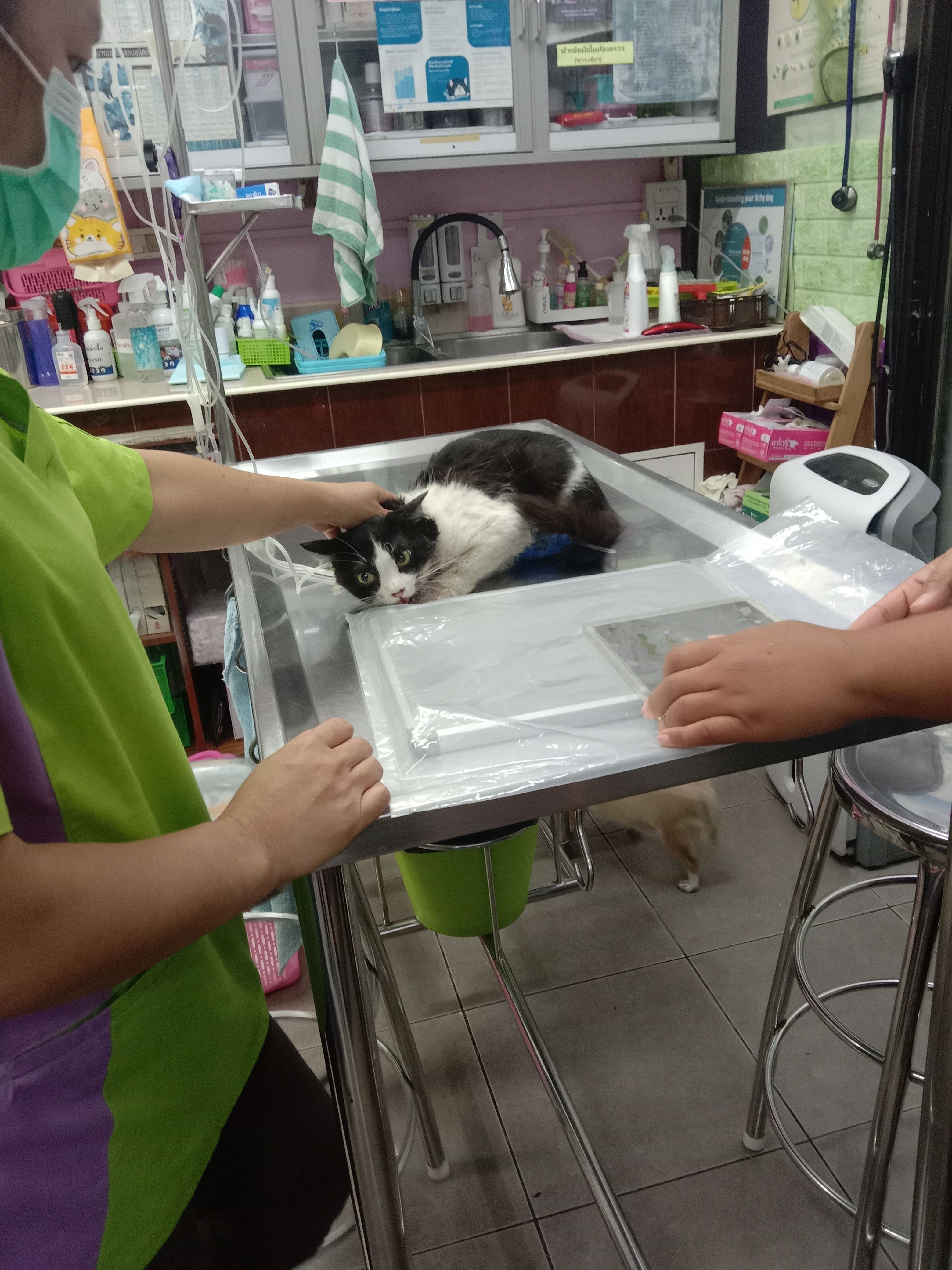 Khaithong Pet Care Clinic