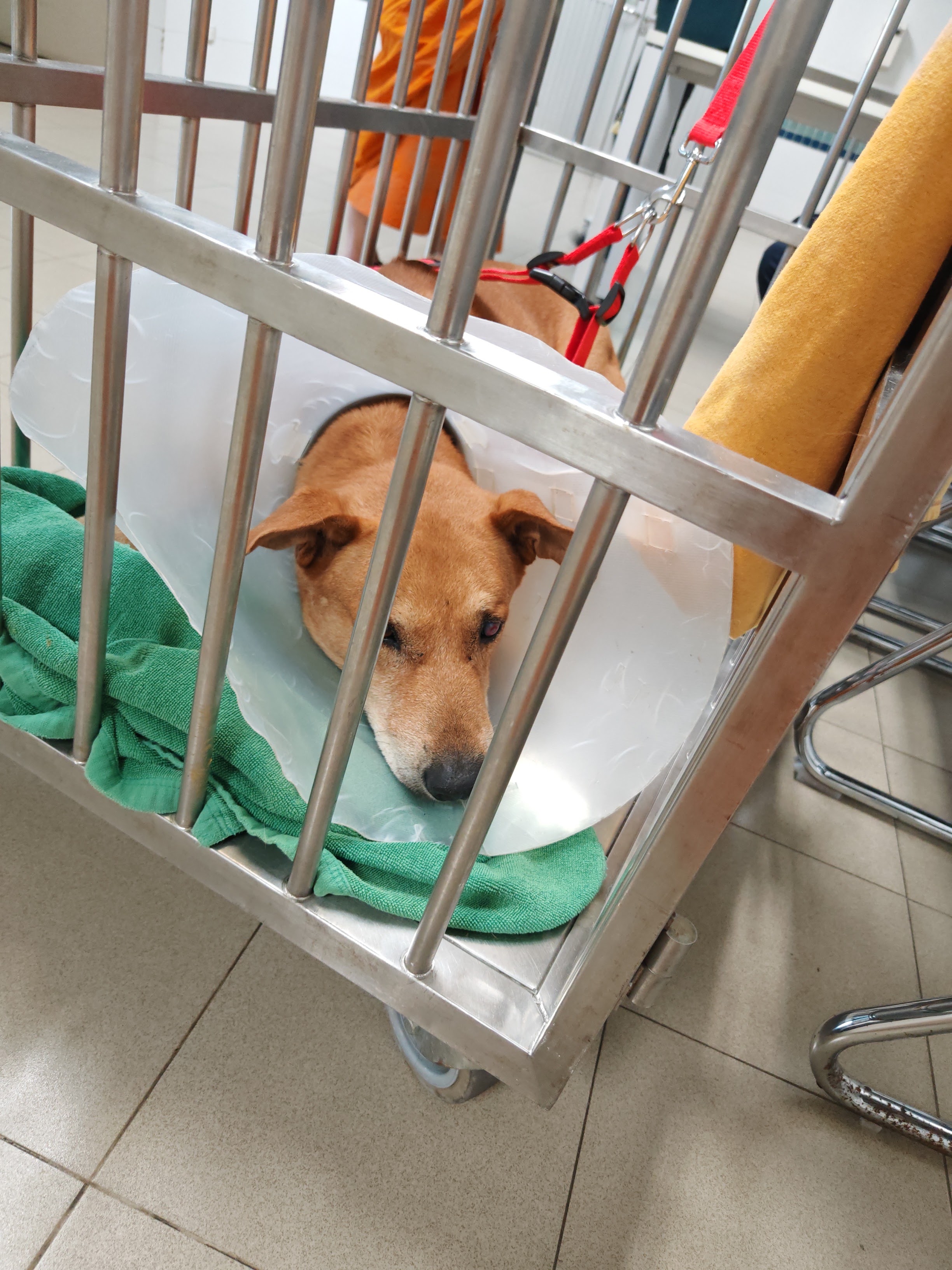 Mee Sook Animal Hospital