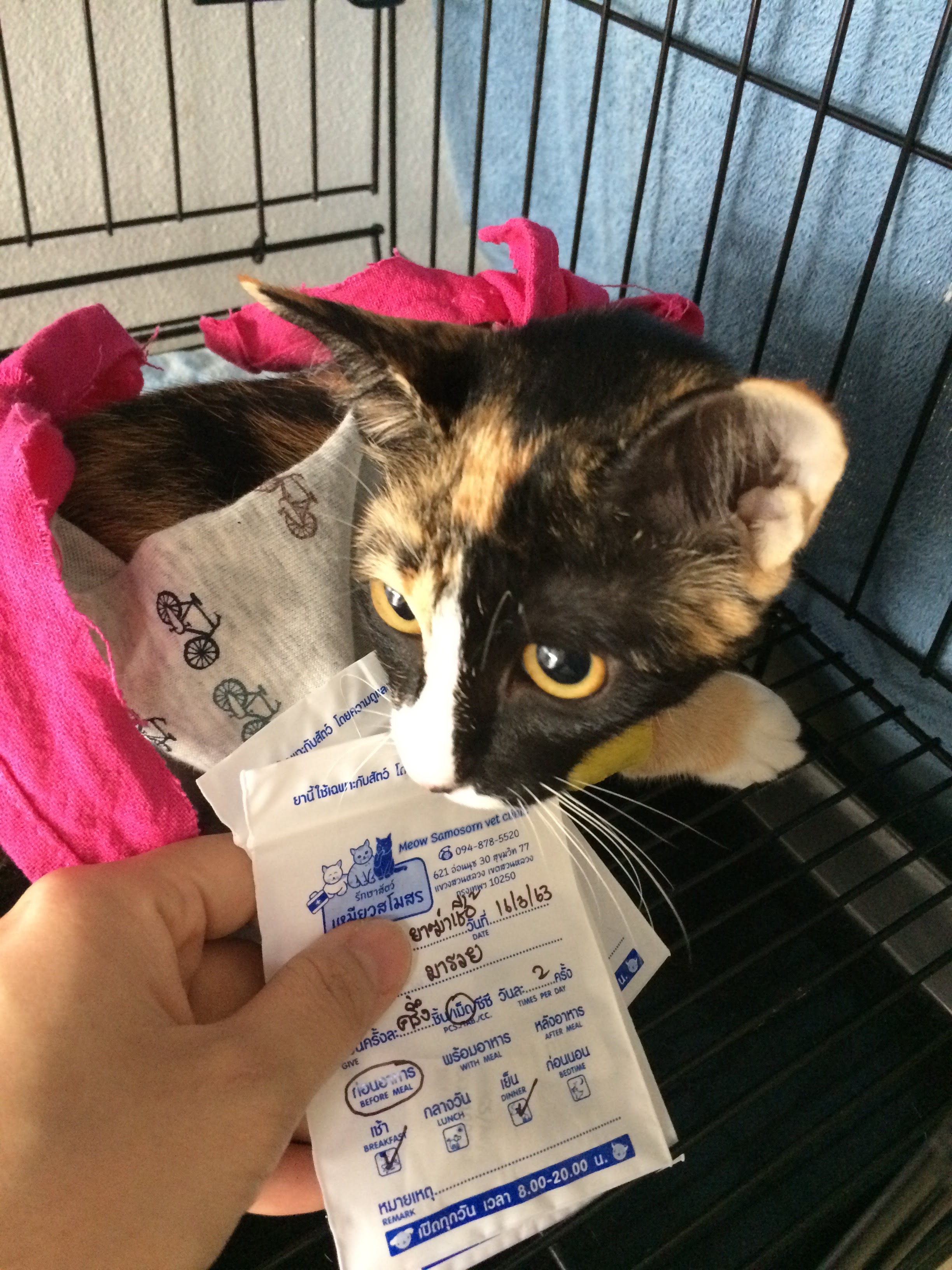 Meow Samosorn vet clinic