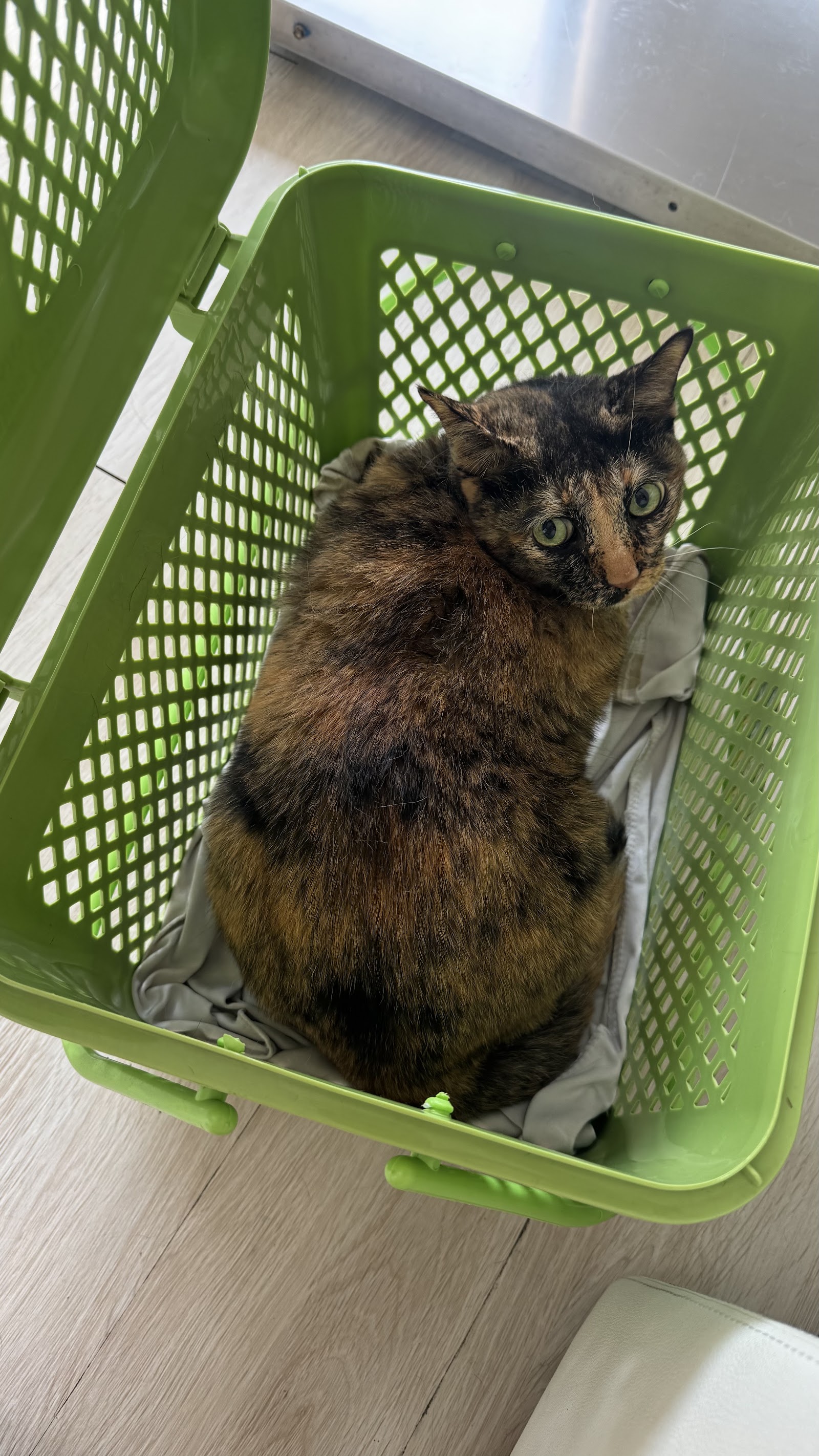 Momo animal clinic bangkok branch