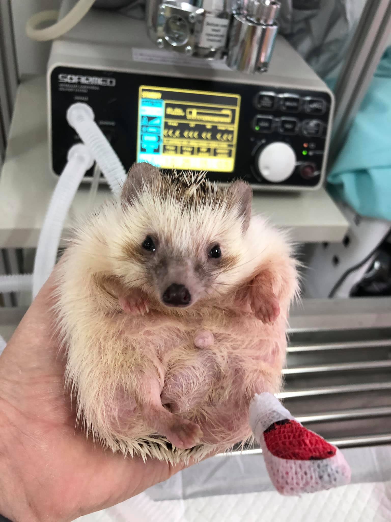 Onnut Pet Hospital