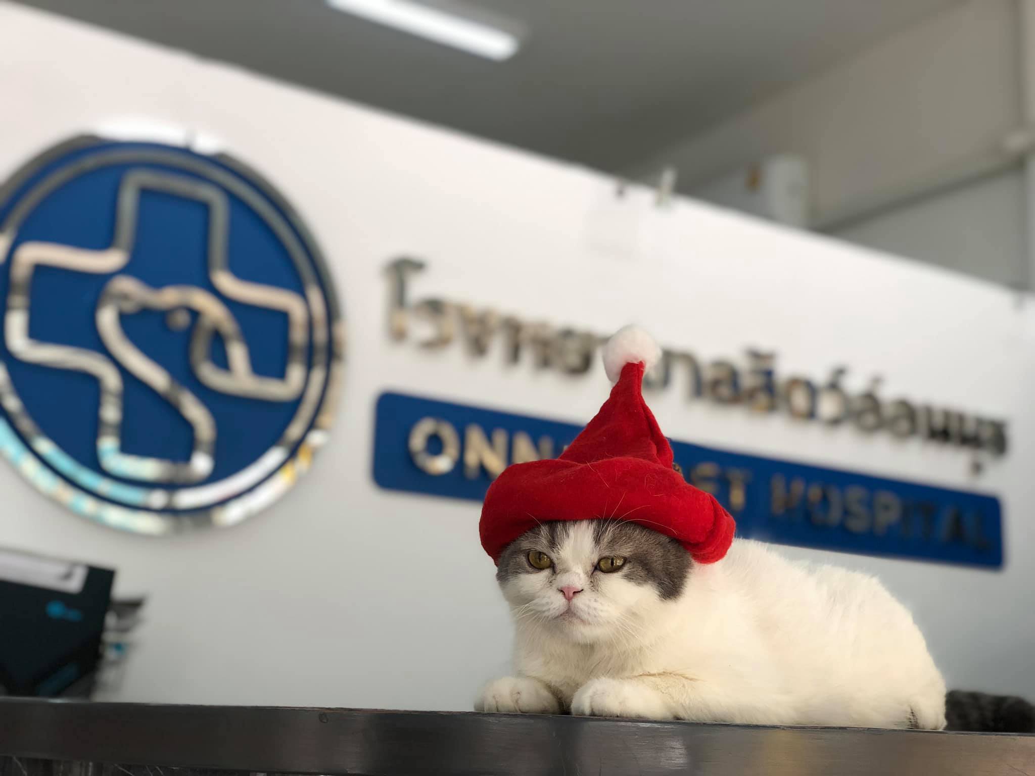Onnut Pet Hospital