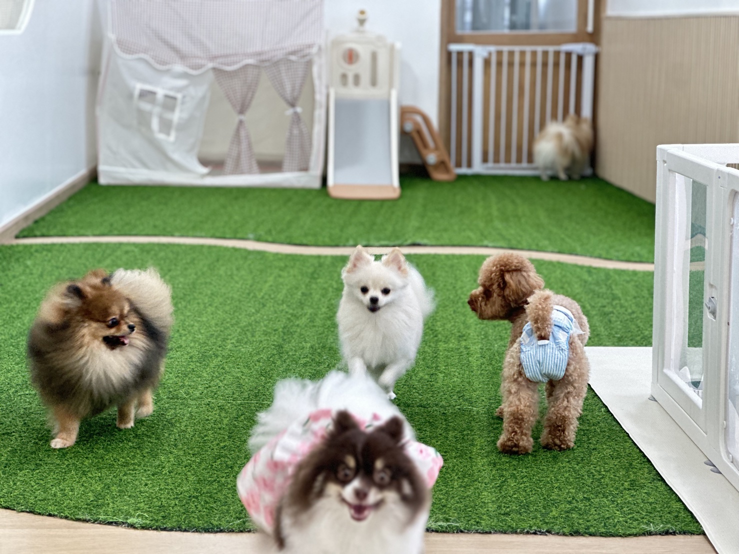 Pawsome Space Bangkok
