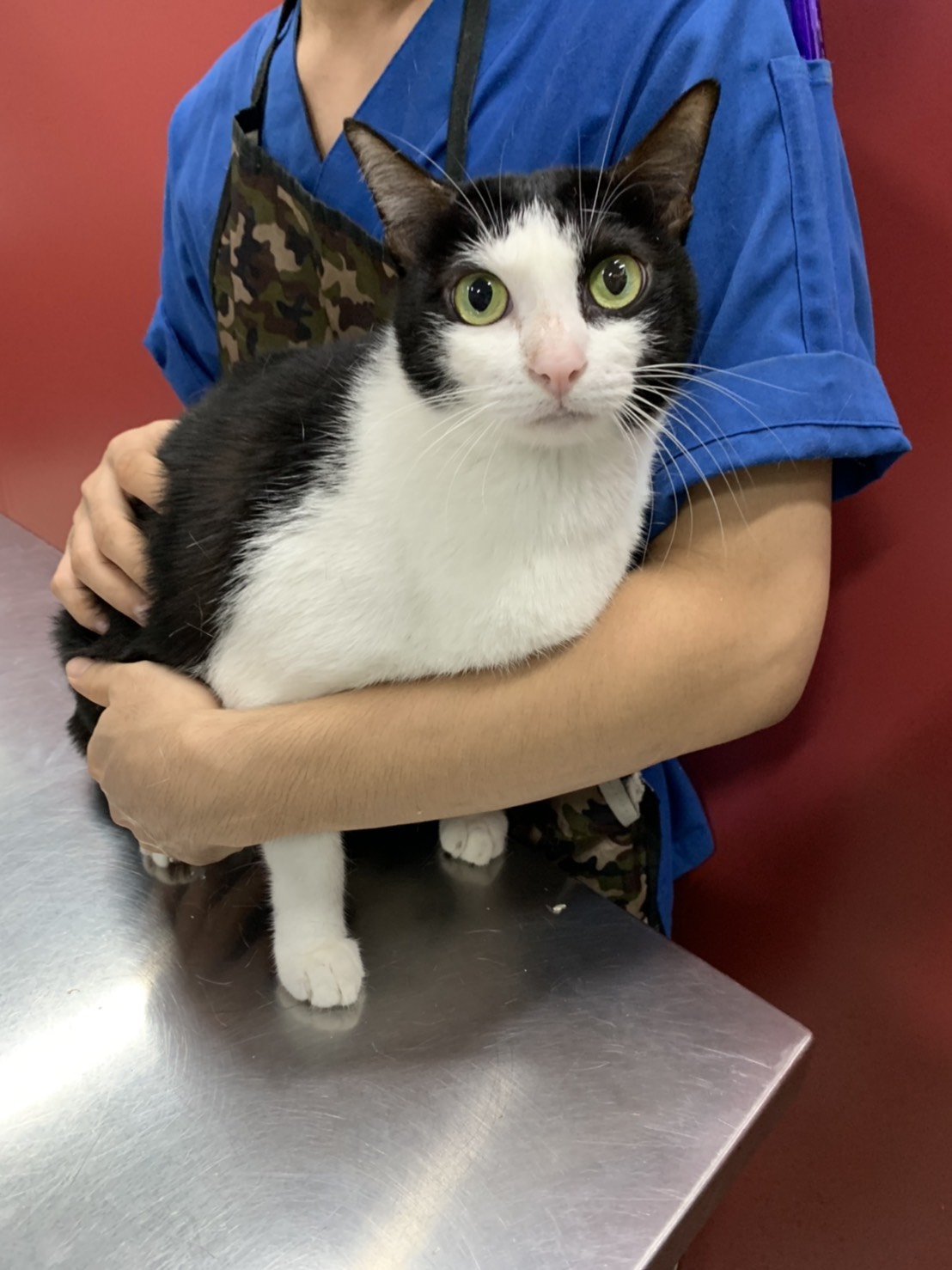 Pet Direct Hospital (Soi Thong lor 20)