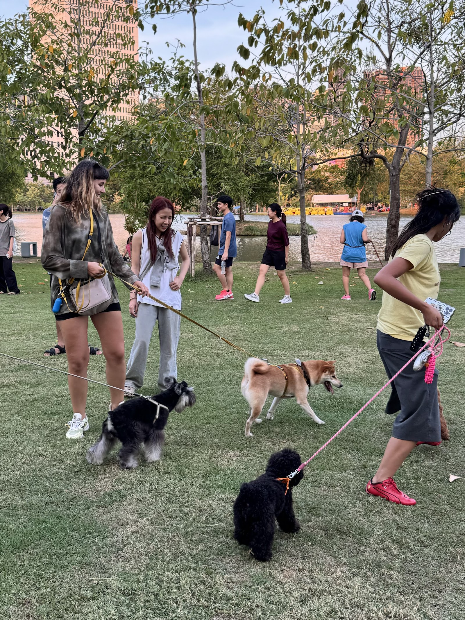 Pet Park Chatuchak