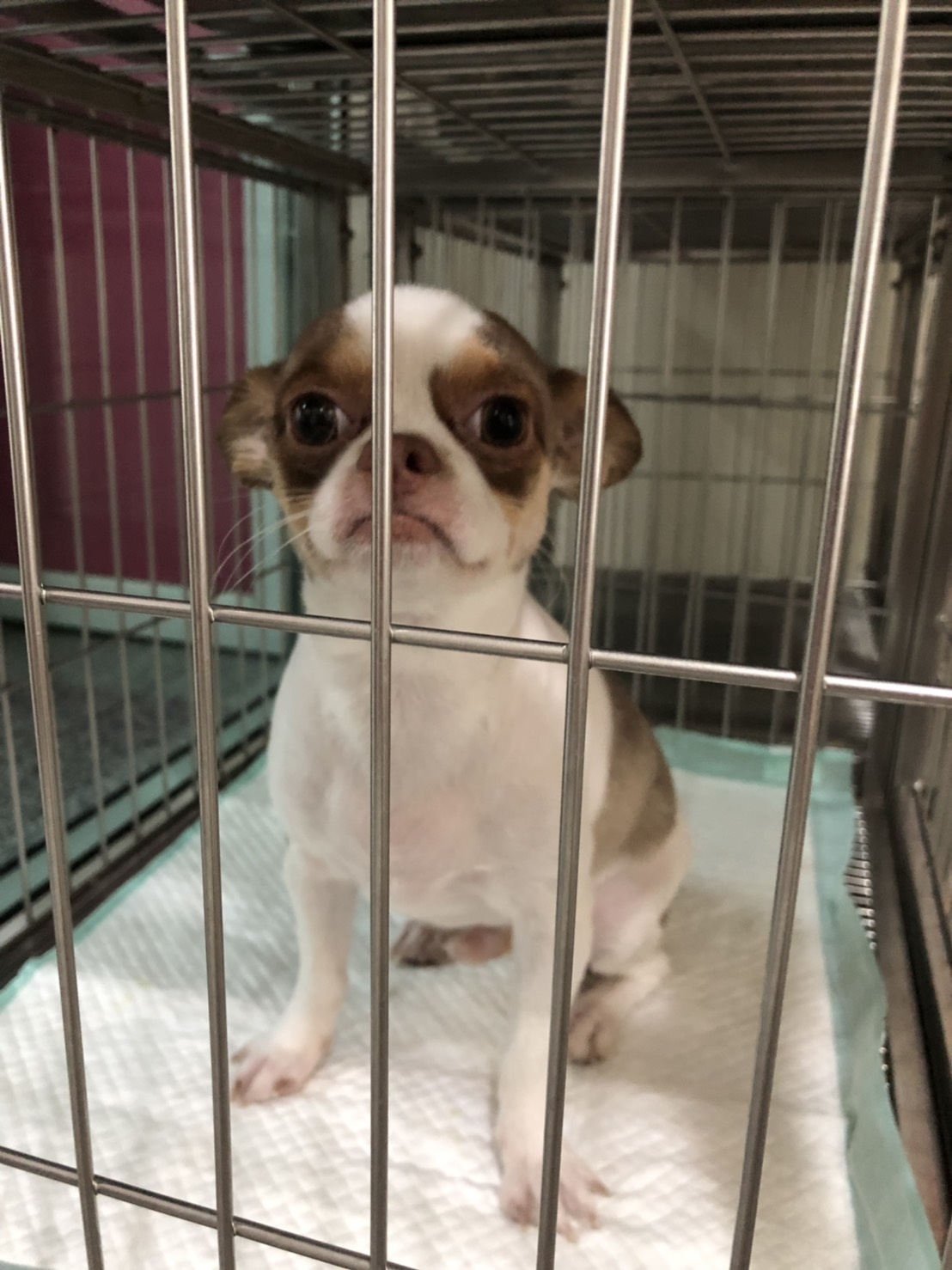 Pet Pluz Hospital