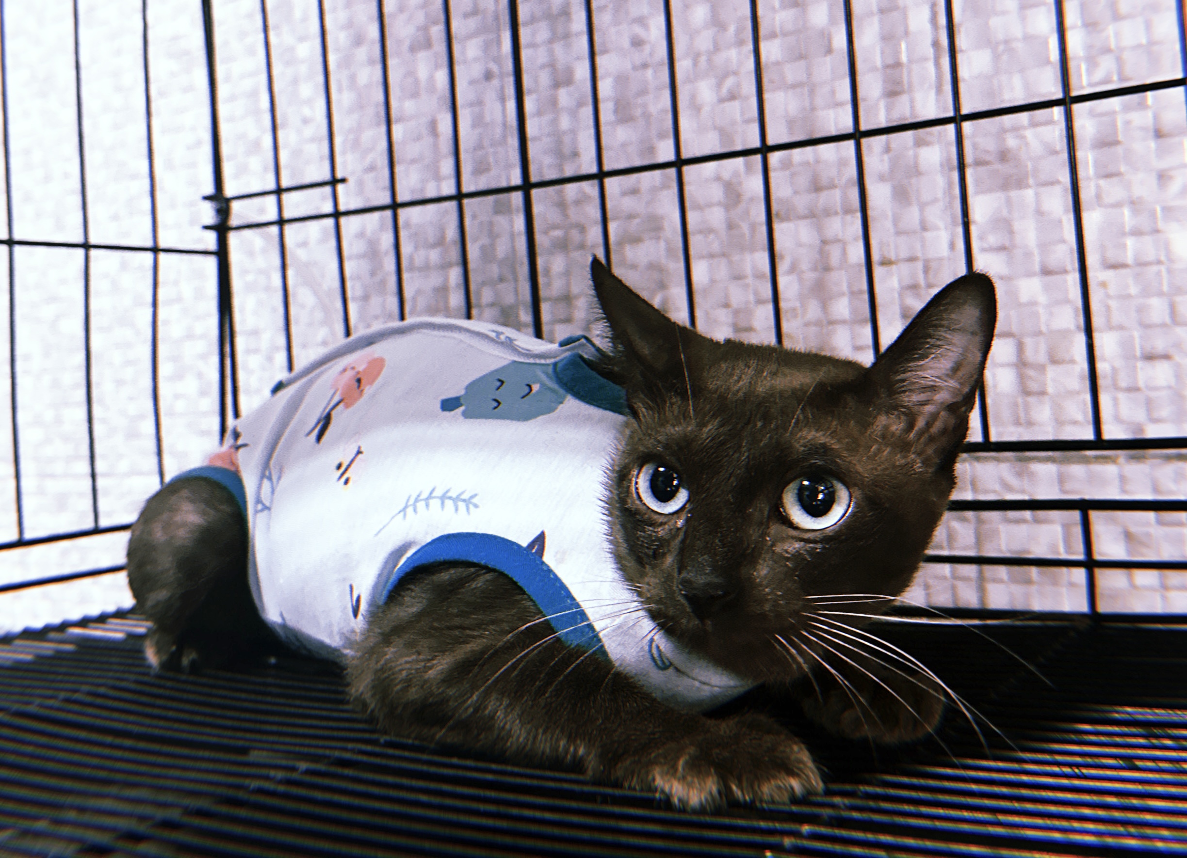 Pet Space Clinic