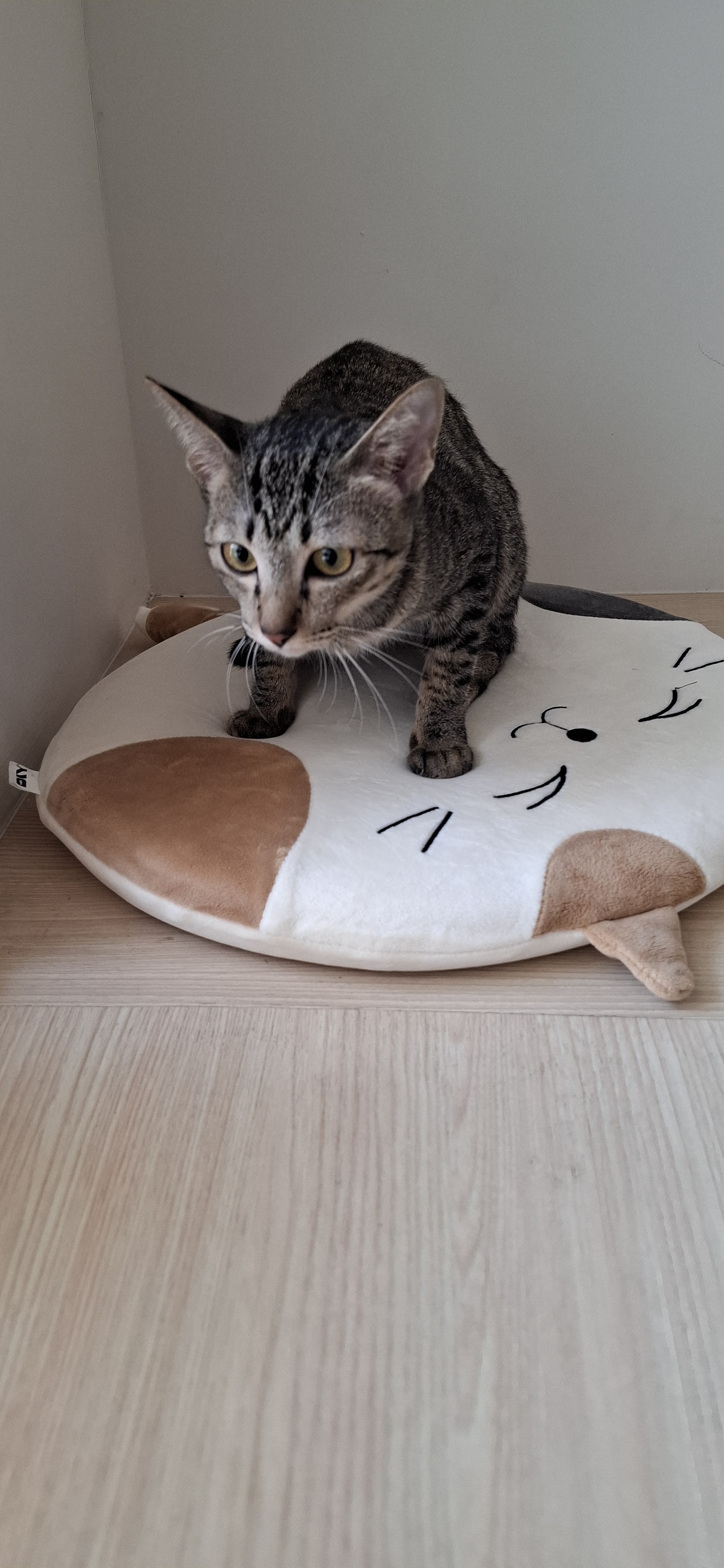 PurringVeterinaryClinic